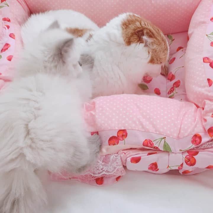 のんたのインスタグラム：「のんちゃんのことが大好きなぽるくん ぼーちゃんもぱんちゃんも優しいお兄ちゃんが大好きで こんなふうに甘えていたことを思い出し じーんとしています😌 ・ #scottishfold #catstagram_japan #catsofinstagram #cats_of_instagram#catoftheday #ilovemycat #bestmeow #catlover #cutecat #kittensofinstagram #cute #スコティッシュフォールド#エキゾチックロングヘアー#babykitty#brothers」