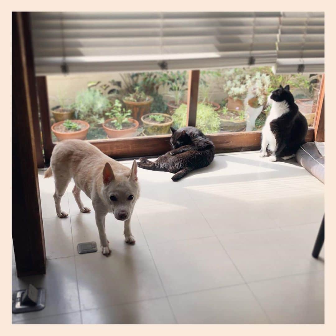パンといっぴきのインスタグラム：「#犬と猫 #元保護犬 #元野良猫 #元保護猫 #雑種犬 #白黒猫 #ハチワレ #黒猫 #catanddog #crossbreed #blackandwhitecat #blackcat #tuxedocat #キップル14歳」