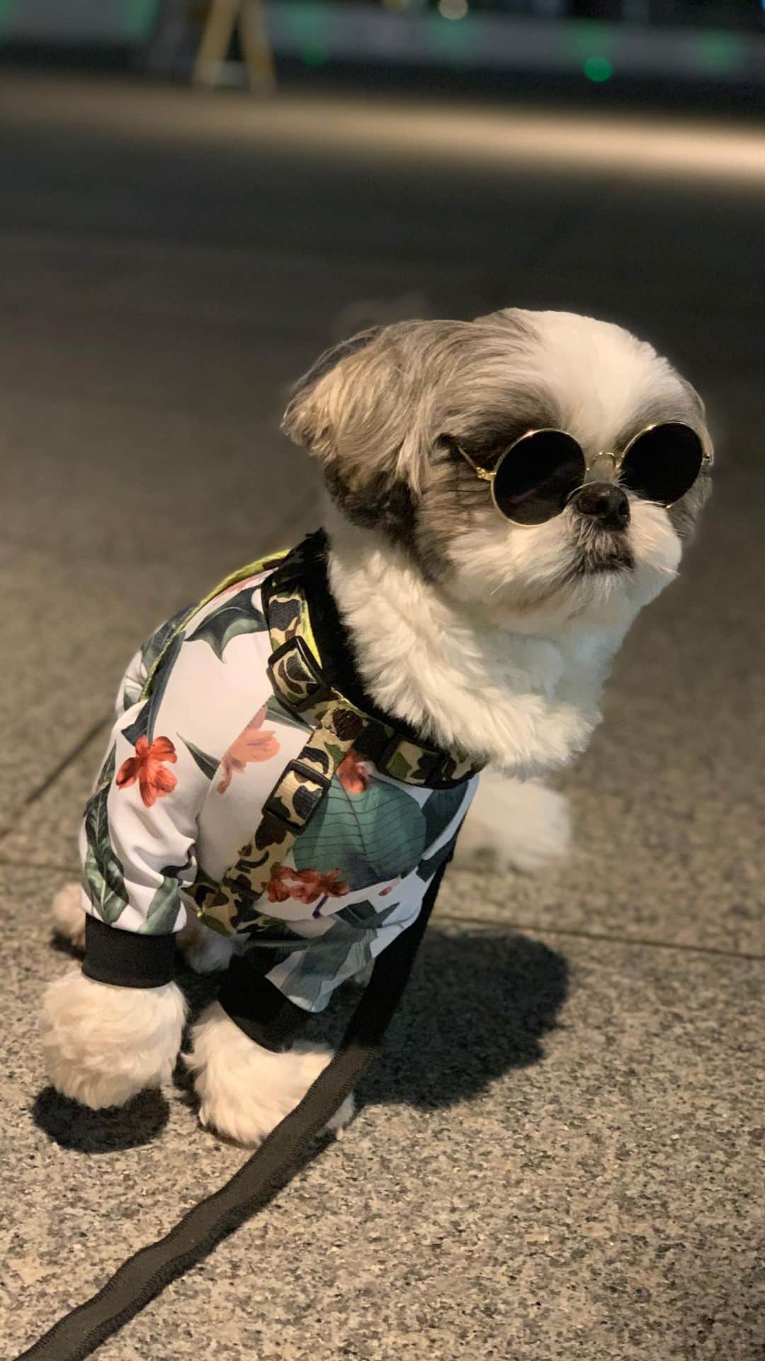 のインスタグラム：「Try to pick up😎💕 ・ 右手ーーー🤣🤣🤣✋ ・ 可愛い子を見つけて”ナンパしに行くぞぉ〜😍”と意気込んだものの… ・ 辞めたらしい🤣🤙 ・ でもちょっと未練があるような… ・ 小心者め😂 ・ ・ #ジョソレノソ #ナンパ #シーズー #シーズー好き #シーズー大好きクラブ #シーズー大好き部 #シーズー犬 #シーズー大好き #シーズーlove #しーずー #しーずーだいすき部 #シーズー部 #ロングまつ毛ワンコの会 #いぬのきもち部 #いぬのきもち #鼻ぺちゃ犬 #短足犬 #いぬすたぐらむ #시추 #시츄스타그램 #西施犬 #獅子狗 #shitzu #shitzumania #shihtzuclub #shihtzuloves #shihtzulovers #shihtzugram #shihtzusgram_feature」