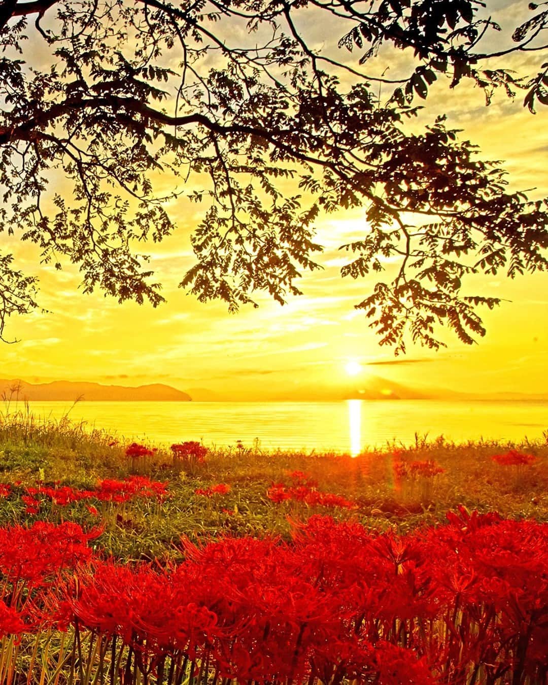 Booking.comのインスタグラム：「. 【#bookingクルマ旅】  毎年お彼岸の頃に真紅の花を咲かせる彼岸花。 群生地は全国各地にありますが、京都や名古屋から日帰りで訪れられる滋賀県高島市は至るところで彼岸花が見られることで知られています。  なかでも今津町の湖畔エリアにある《桂浜園地》では、琵琶湖を背に彼岸花が赤い絨毯のように広がり、その絶景は写真に収めずにはいられません。  無料駐車場も近くにあるので、ドライブがてら訪れてみませんか？  旅の予約や検索はプロフィールリンクから　→　@bookingcom_jp  ・・・・・・・・・・ 🚙  #bookingクルマ旅 🌳 自然豊かなスポットに車でGO！ 今後このハッシュタグで、おでかけの参考になる情報を発信していきます。 ・・・・・・・・・・  💡新型コロナウイルス感染症（COVID-19）の拡大防止のため、各自治体より自粛要請等が発表されている可能性があります。ご旅行の際には、最新の情報を事前にご確認のうえ、感染拡大の防止に充分ご配慮いただくようお願いいたします。  ※写真提供：（公社）びわ湖高島観光協会  #ブッキングドットコム #旅行 #旅行好きな人と繋がりたい #観光 #おでかけ #旅行好き #旅スタグラム #旅したくなるフォト #休暇 #旅行気分 #彼岸花 #桂浜園地 #車旅 #自然 #ドライブ」