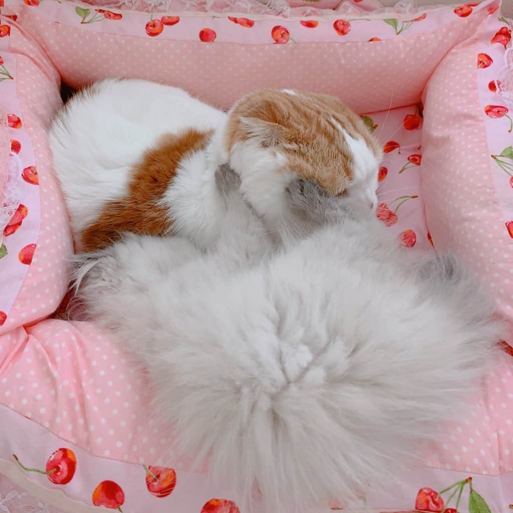 のんたさんのインスタグラム写真 - (のんたInstagram)「仲良しブラザーズ💗 ①にーたん、やっほ🤚 ②すってんころりんでおじゃましましゅ ③〜⑥優しく受け入れるのんちゃん🥺 ほんとにおっとりと優しく見ててくれるので 安心して任せられます💗  #scottishfold #catstagram_japan #catsofinstagram #cats_of_instagram#catoftheday #ilovemycat #bestmeow #catlover #cutecat #kittensofinstagram #cute #スコティッシュフォールド#エキゾチックロングヘア#babykitten#brothers」9月29日 21時00分 - utacci