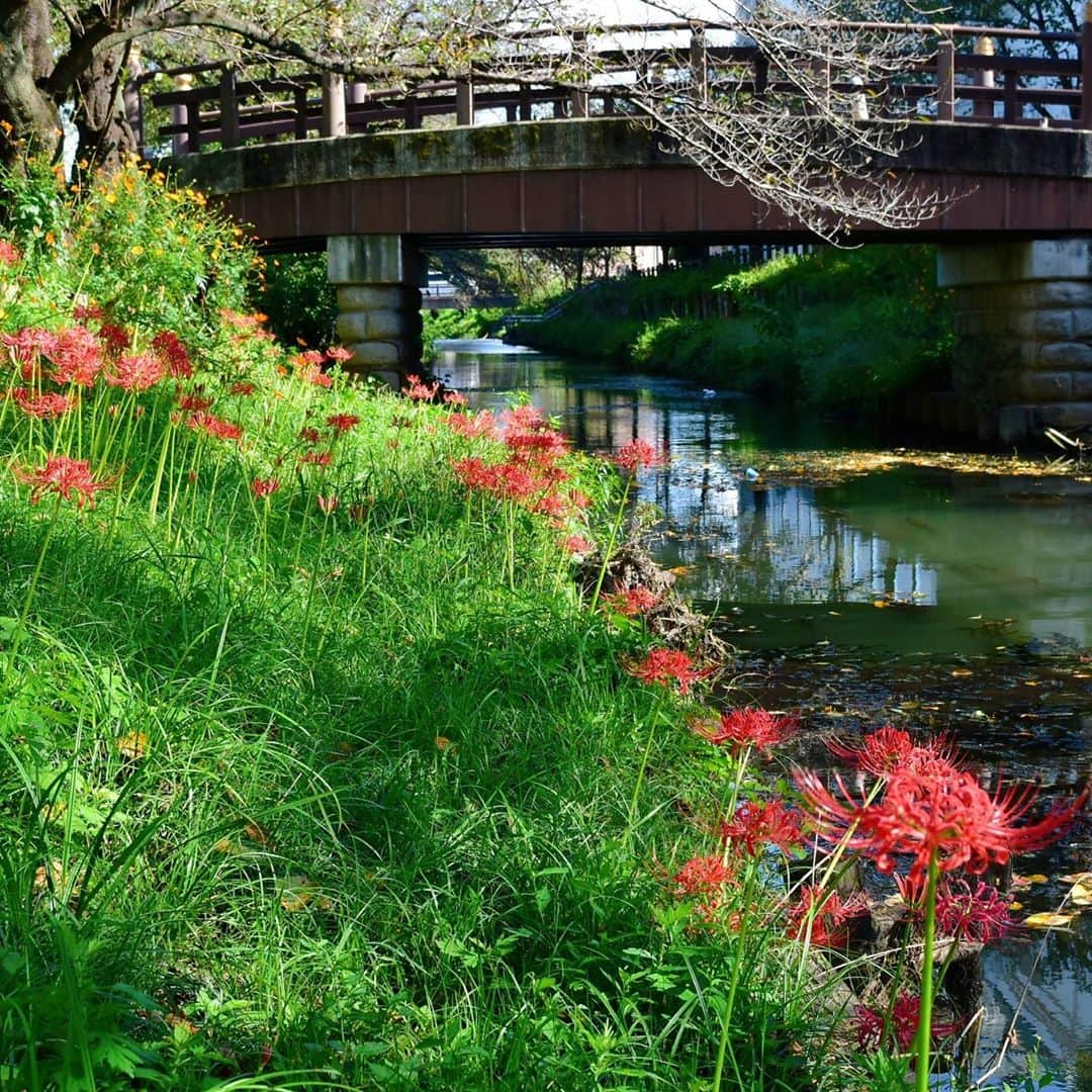 川越氷川神社のインスタグラム