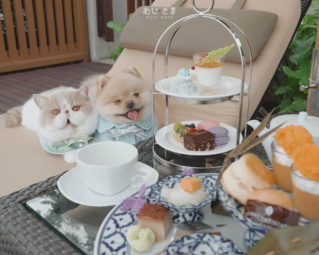 むじさまさんのインスタグラム写真 - (むじさまInstagram)「Afternoon tea at @intercontinentalhuahin 🍵🍃 #mujisama #mumaru #cute #catsofinstagram #dogsofinstagram」9月29日 21時17分 - mujisama