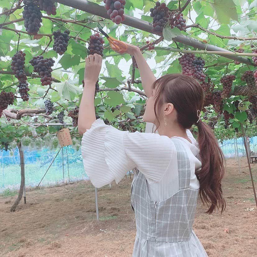 Dorothy Little Happyさんのインスタグラム写真 - (Dorothy Little HappyInstagram)「里菜です( ･ᴗ･ )🍇  ✱ぶどう狩りにいってきたよっ♡ 粒狩りできる所や、房どりできる所も！  #ぶどう狩り #山形観光 #果物狩り #大好物 #秋」9月29日 21時18分 - dorothy_little_happy