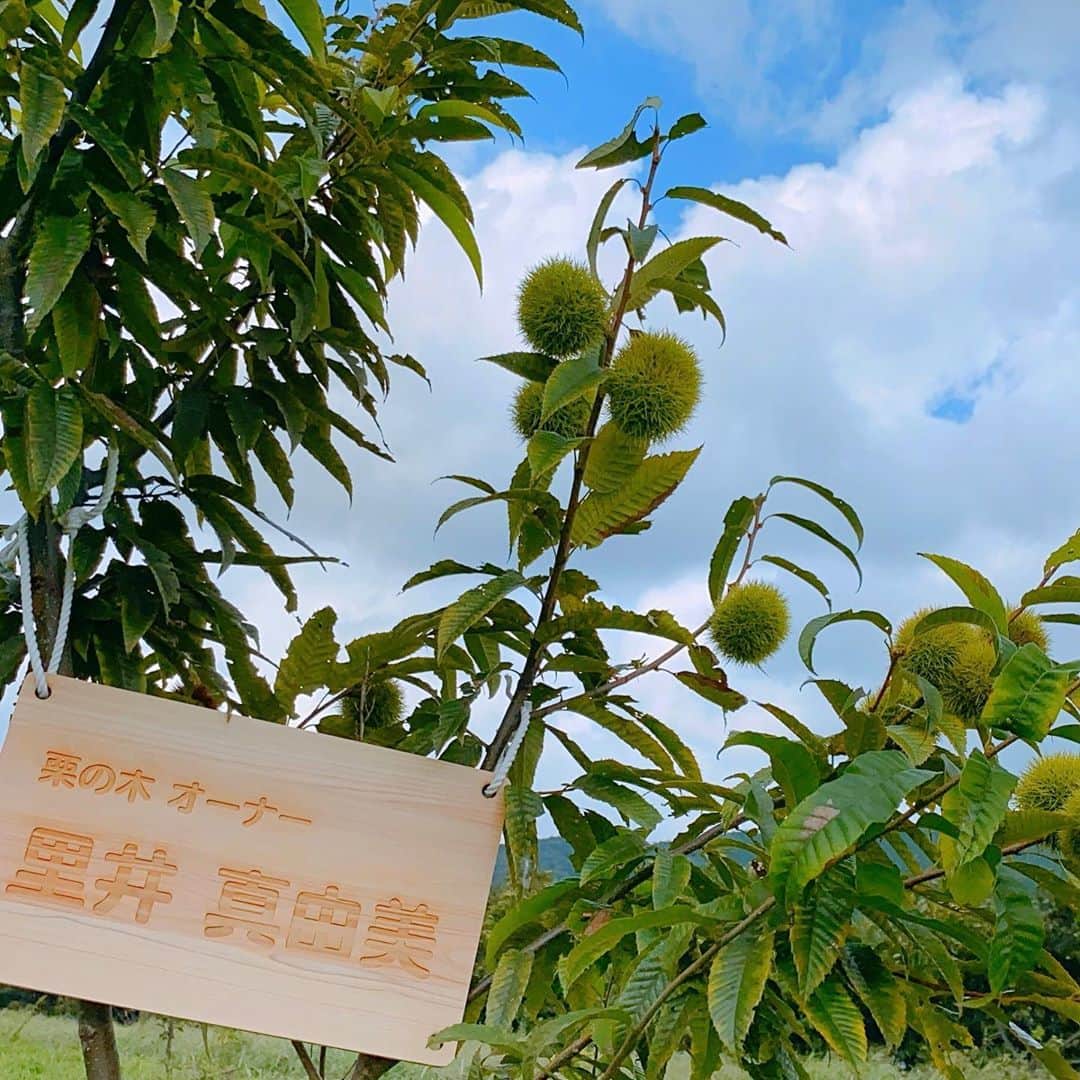 里井真由美さんのインスタグラム写真 - (里井真由美Instagram)「#montblanc #hitomaru #japan 愛しの和栗「ひとまる」プレミアムモンブランでございます〜 9/29 TBS「Nスタ」でもご紹介されました♡ ・ ・ このモンブラン見たら、栗の木の事思い出してもらえたら嬉しいです。 雨風 台風に負けず、すくすく育ってきました。❤️🌰😭❤️🌰🌰  茨城県笠間市で育った希少な和栗🌰品種「ひとまる」は、香り風味色ツヤが素晴らしいです。まさに感動的な和栗です。 ・ ・  鬼皮がついた状態から美しい。他の栗とツヤが全く違います。 ・ ・ 代々木八幡 の和栗モンブラン専門店「モンブランスタイル 」で、そんな「ひとまる」プレミアムモンブランが食べられます。1日限定25個です。  ひとまるは、収穫後すぐに加工場へ。栗の香り風味を瞬時に閉じ込めた状態で保存されます。そしてひとまるプレミアムモンブランを作る直前に、目の前で開封され、一気に搾りたてで作られます。  だから、目の前でつくられている時から、もう和栗の香りが一気に広がってきます。その香り良さを最大限に活かすため、たっぷりのひとまる和栗クリームと少量の無糖生クリームとメレンゲのみの仕上げ。  定番のモンブランより、さらに更に「和栗」を体感できる素晴らしさ。 ひとまるプレミアムモンブランの味わいは まさに格別です。  「モンブランというより、栗‼️」 そう感じられるモンブランです。  ぜひ 召し上がって 和栗のおいしさを楽しんでいただきたいです。  お店は11:50〜の開店で、朝7時からお客様が並びはじめ、整理券が配布される超人気店。 なかなか大変です。 それでも 和栗の魅力にひかれてコツコツ通ってます。  あ、一応、ひとまる 栗の木オーナーに認めて頂けましたが、食べる時はきちんと並んでまーす。お友達と食べる時も 私が並んでますよ♡  しょっちゅう いると思いますので、見かけたら お声がけください。 この店で お声がけ頂くこと よくございます。笑  並び方など 詳しくはホームページを♡ https://www.montblancstyle.com  #人丸#和栗モンブラン#モンブランスタイル #モンブランの世界#栗#和栗#栗スイーツ#モンブラン#里井真由美#衣替えモンブラン#japan#アフタヌーンティー#零食#さといいね#스위트#ありが糖運動#まゆログ#甜食#밤케이크#フードジャーナリスト里井真由美#断面モンブラン#蛋糕#断面フェチ#栗子蛋糕」9月29日 21時20分 - mayumi.satoi