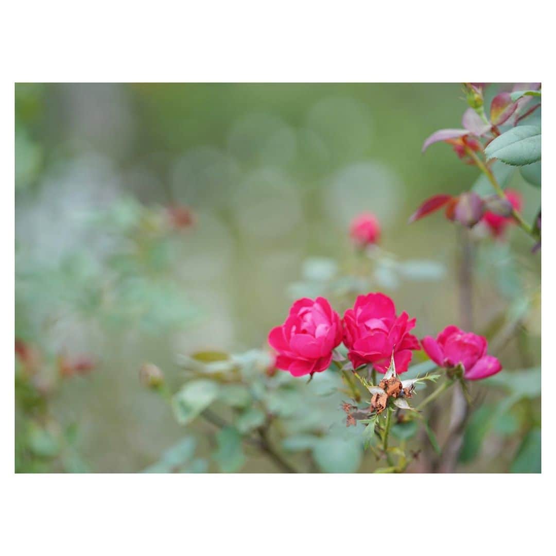 Yukiさんのインスタグラム写真 - (YukiInstagram)「連休中に  @shimizukouen  清水公園に行ってきました☺️✨  とっても広くてのびのび過ごせて素敵な場所でした✨ 　 コキアがとってもキレイで バラやコスモスはこれから 見頃になるので、また行ってみたいです☺️💕  近くにアスレチックもあり、お花を眺めた後は運動も思う存分動かして楽しめました☺️✨  お花は季節によってちがう楽しみがあるので、 またぜひ行ってみたいです☺️💕  　#sponsored #清水公園 #花ファンタジア　#バラ #コキア」9月29日 21時45分 - yukikuu96