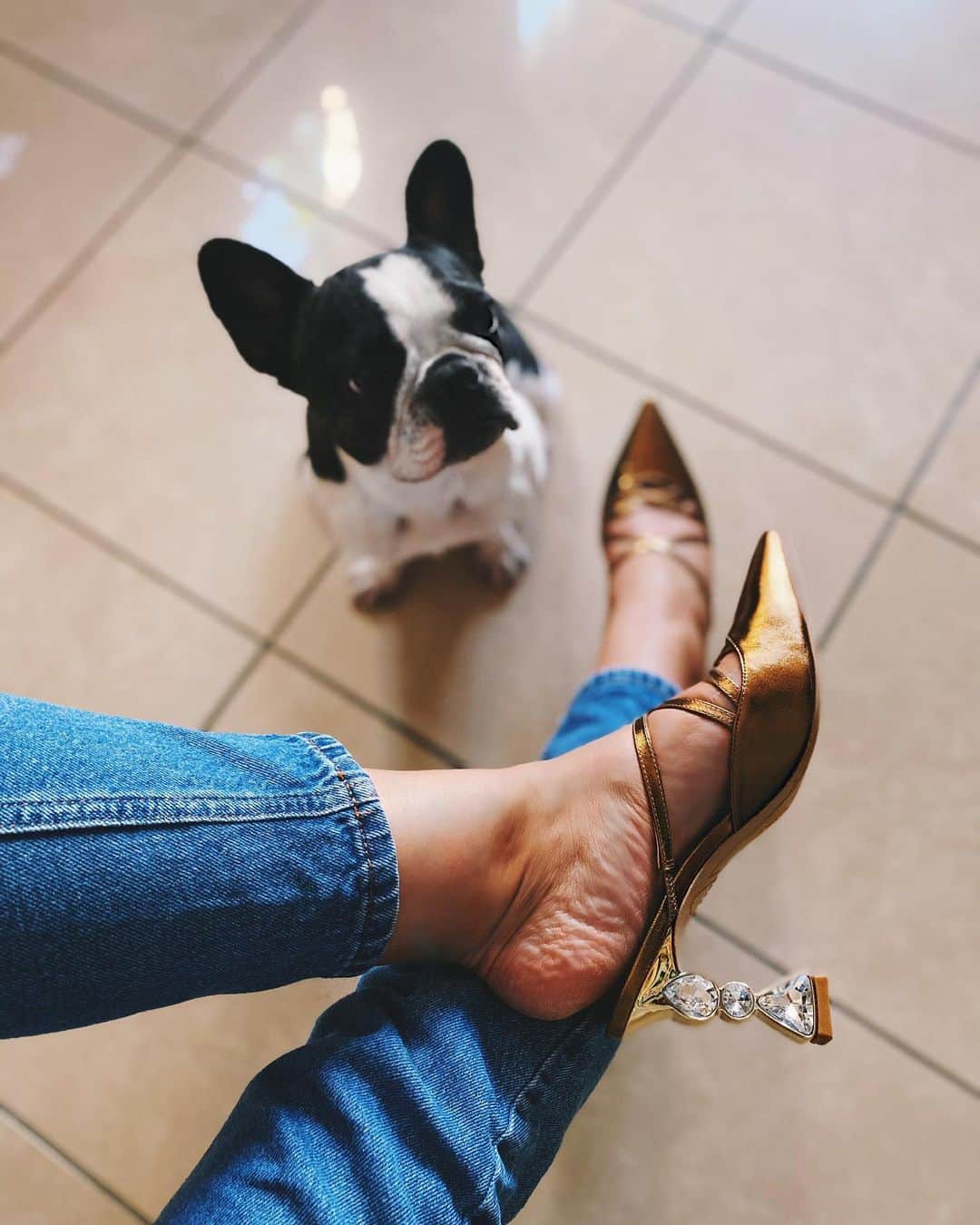 SOPHIA WEBSTERさんのインスタグラム写真 - (SOPHIA WEBSTERInstagram)「Get a pooch that looks at you the way @RioRococo looks at my new ‘Bijou’ mules 😍🐾 We both agree they look delicious 😋 S x 🦋 ⁣ ⁣ #GoodEnoughToEat #SophiaWebster #SophiaInSophias ⁣」9月29日 21時43分 - sophiawebster