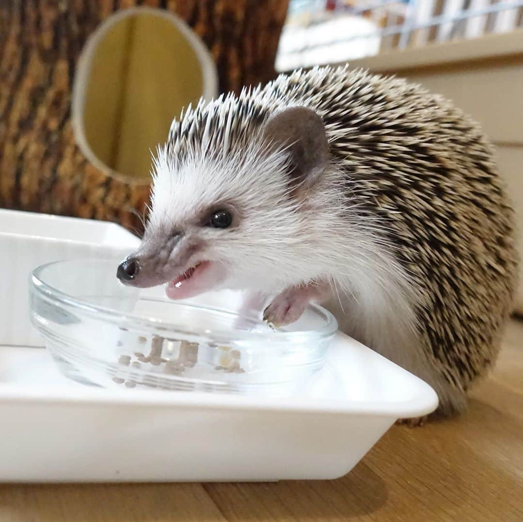 ラド&ティンクさんのインスタグラム写真 - (ラド&ティンクInstagram)「Hedgehogs have wrinkles on their noses when eating food. I like it very much❤️❤️  model ： Liam  カリカリフードを一生懸命ご飯食べてる時の しわくちゃな顔が大好き❤  美味しいよね❤️  リアムは今日で5ヶ月。 体重は308g。 兄弟の ヒヨコくん　@ichigo_chiyoco  ルマくん　@hariiroll  かぶきくん　@hedgehoghome.cafe  みんな5ヶ月おめでとう㊗️🎉  #リアム #はりねずみのリアム #はりねずみ #ハリネズミ #針鼠 #ヨツユビハリネズミ #ヘッジホッグ  #ペット #ふわもこ部 #モフモフ #hedgehog #pygmyhedgehog #lovelypet #cuteanimals #hedgehogfamily #hedgie #Hérisson #igel#riccio #Erizo #고슴도치 #刺猬 #pecotv」9月29日 21時52分 - rado_pompon