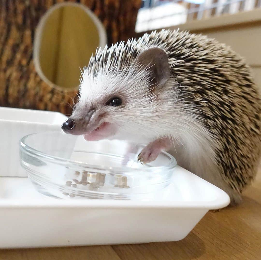 ラド&ティンクさんのインスタグラム写真 - (ラド&ティンクInstagram)「Hedgehogs have wrinkles on their noses when eating food. I like it very much❤️❤️  model ： Liam  カリカリフードを一生懸命ご飯食べてる時の しわくちゃな顔が大好き❤  美味しいよね❤️  リアムは今日で5ヶ月。 体重は308g。 兄弟の ヒヨコくん　@ichigo_chiyoco  ルマくん　@hariiroll  かぶきくん　@hedgehoghome.cafe  みんな5ヶ月おめでとう㊗️🎉  #リアム #はりねずみのリアム #はりねずみ #ハリネズミ #針鼠 #ヨツユビハリネズミ #ヘッジホッグ  #ペット #ふわもこ部 #モフモフ #hedgehog #pygmyhedgehog #lovelypet #cuteanimals #hedgehogfamily #hedgie #Hérisson #igel#riccio #Erizo #고슴도치 #刺猬 #pecotv」9月29日 21時52分 - rado_pompon