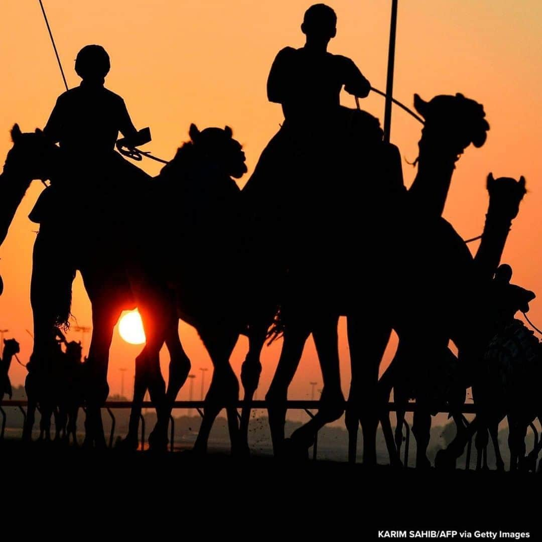 ABC Newsさんのインスタグラム写真 - (ABC NewsInstagram)「Handlers herd racing camels equipped with robot jockeys during a race at Dubai's al-Marmoom heritage village, in the United Arab Emirates. #camels #dubai」9月29日 21時58分 - abcnews