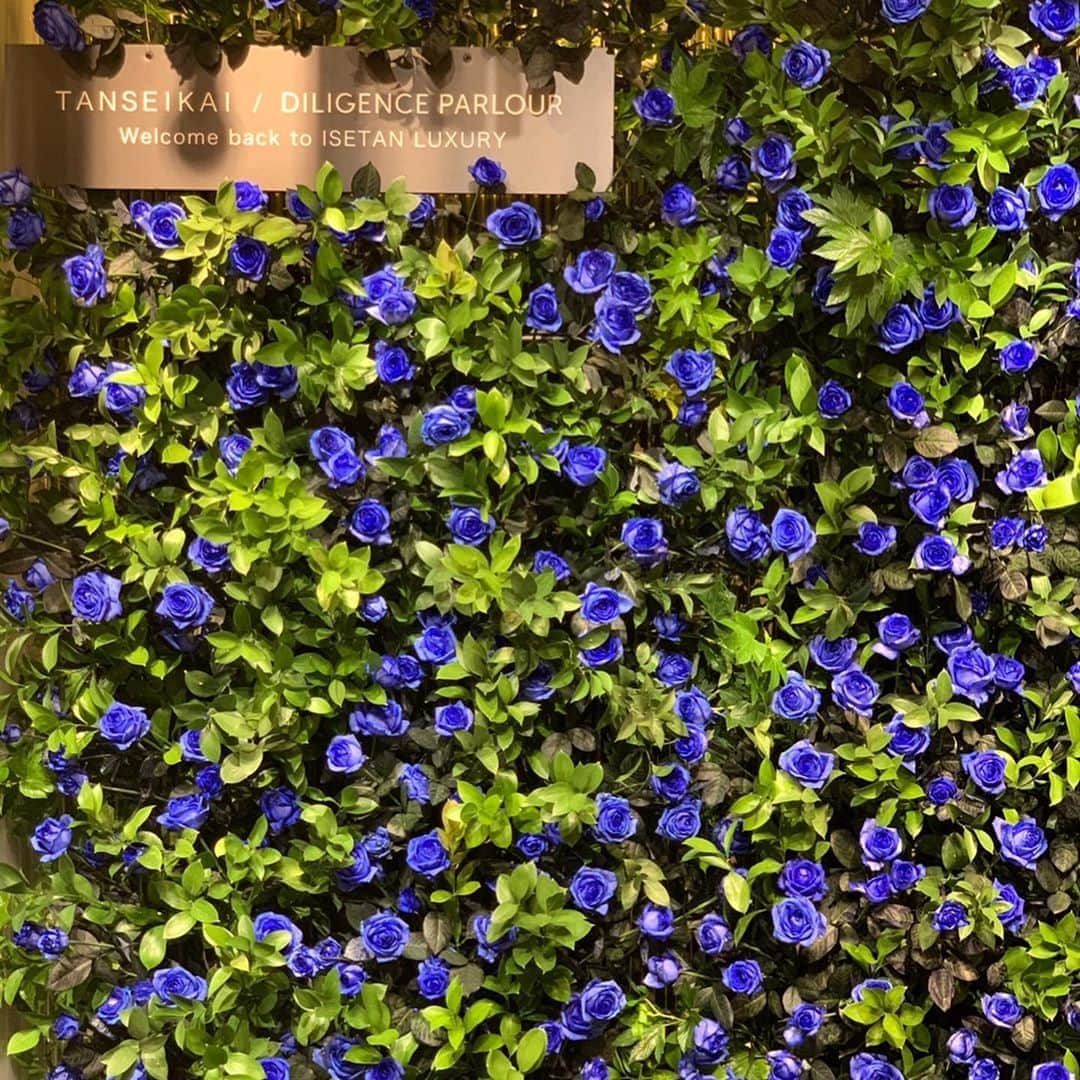 亀恭子のインスタグラム：「青い薔薇❤︎  @isetan_shinjuku  顧客の方限定イベント「丹青会」  先日、伊勢丹新宿店の館内は1日ご招待のお客様だけのスペシャルdayでした。  私は本館2F-3Fで、 ご来場の方の中から抽選で、 パーソナルスタイリングをさせて頂きました。  限定招待の日なので、いつもよりもお客様の人数は少ないはずですが それはそれは賑わっていて。 活気が凄かったです。 流石、伊勢丹新宿店です。  はじめにティースタンドで30分ほどコミュニケーションタイム。 ご本人の趣味やライフスタイルなどなど伺って、 その後1時間半のショッピングタイム。  伊勢丹の豊富な品揃えに私も共に高揚しつつ、 その人その人のパーソナルな部分を見つつ、 コーディネートで提案しながらお買い物。 実に、楽しい時間でした。  参加して頂いたお客様、ありがとうございました。 ※写真はほんの一部ですが、雰囲気を…  もれなく私も、 仕事後に2F1Fでお買い物をしました❤︎  #isetan #isetanshinjuku #本館2f #fashion #personal #personalstyling #fun #happy」