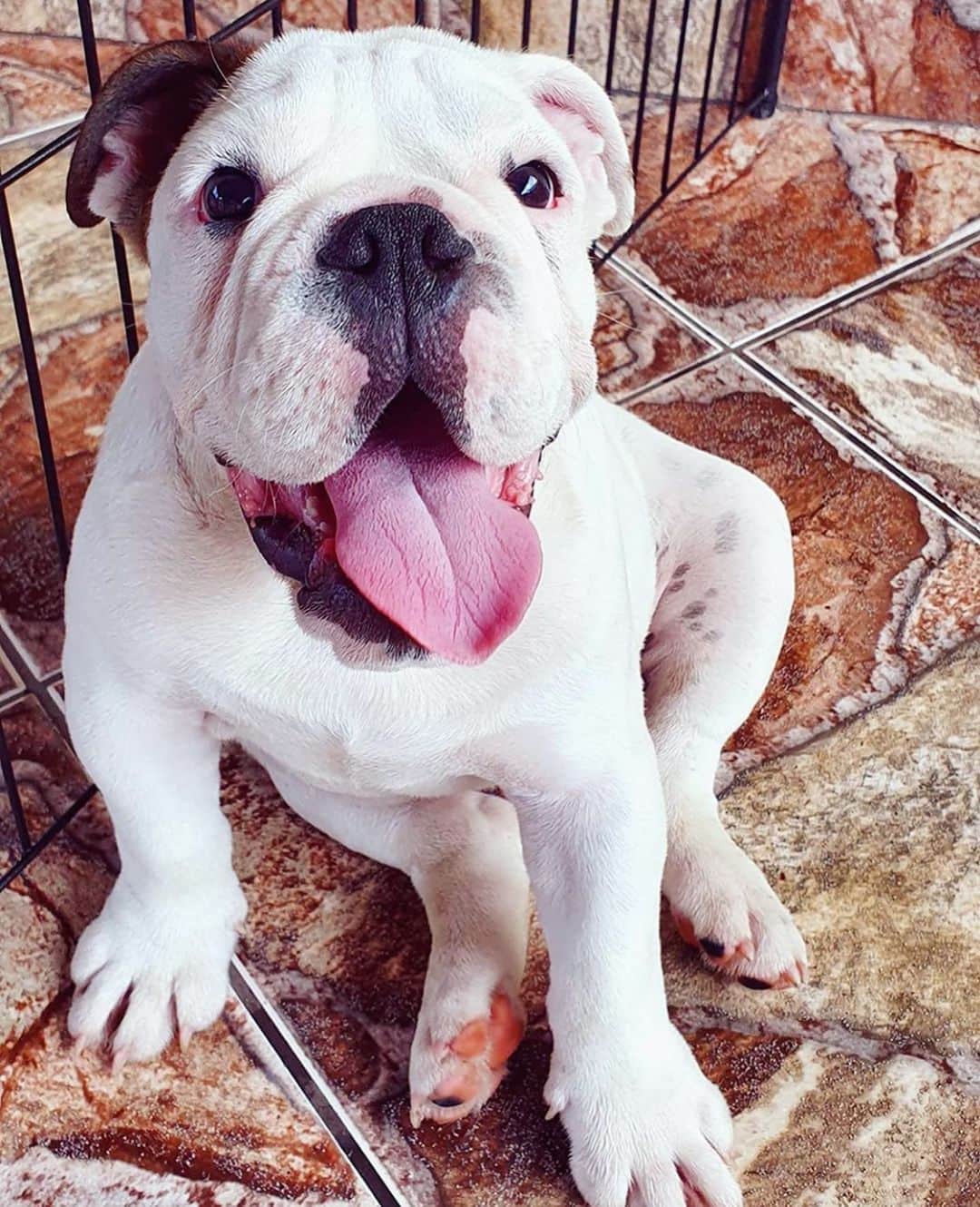 Bodhi & Butters & Bubbahのインスタグラム：「Puppies make the world go round 🌎  . . . . . . #bulldog #smile #happy #positivevibes #dogsofinstagram #cute #baby #puppylove #puppiesofinstagram #bestoftheday #tuesday #morning #dog #life 💗 @hulk.o.bulldog」