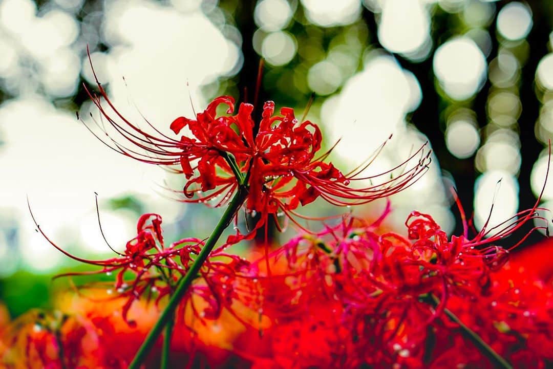 のインスタグラム：「３年前に撮った彼岸花  #彼岸花 #曼珠沙華 #autumn #photography #instapic #portrait #カメラ女子部 #sonyα6300 #sonyphotogallery #ファインダー越しのわたしの世界  🐥Twitterもフォローしてね▶︎▶︎▶︎@kamikimahoro」