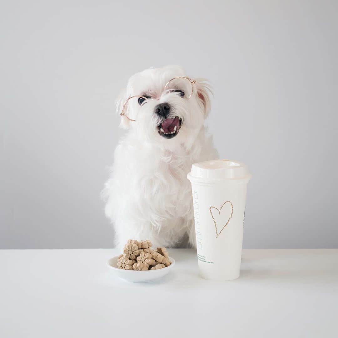 hi.arodさんのインスタグラム写真 - (hi.arodInstagram)「Coffee lovers, it’s your day! ☕️🤓 #InternationalCoffeeDay ・・ ・  #coffeeday#coffeelover​#coffeeholic#afternoonteatime#teatime#teatime☕#snacktime#snacktime#spoileddog​#spoileddogsofinstagram#doggytreats#dogfoodie#dogsnack#treatsplease#barkhappy#happydog#happydoggy#happydoglife#happydogslife#treatsfordogs​#dogtreats#dogcookies#maltese#malshi#maltipoo#morkie​#maltipom​#maltipoodle​​#fruitable @fruitablespettreats」9月29日 23時11分 - hi.arod