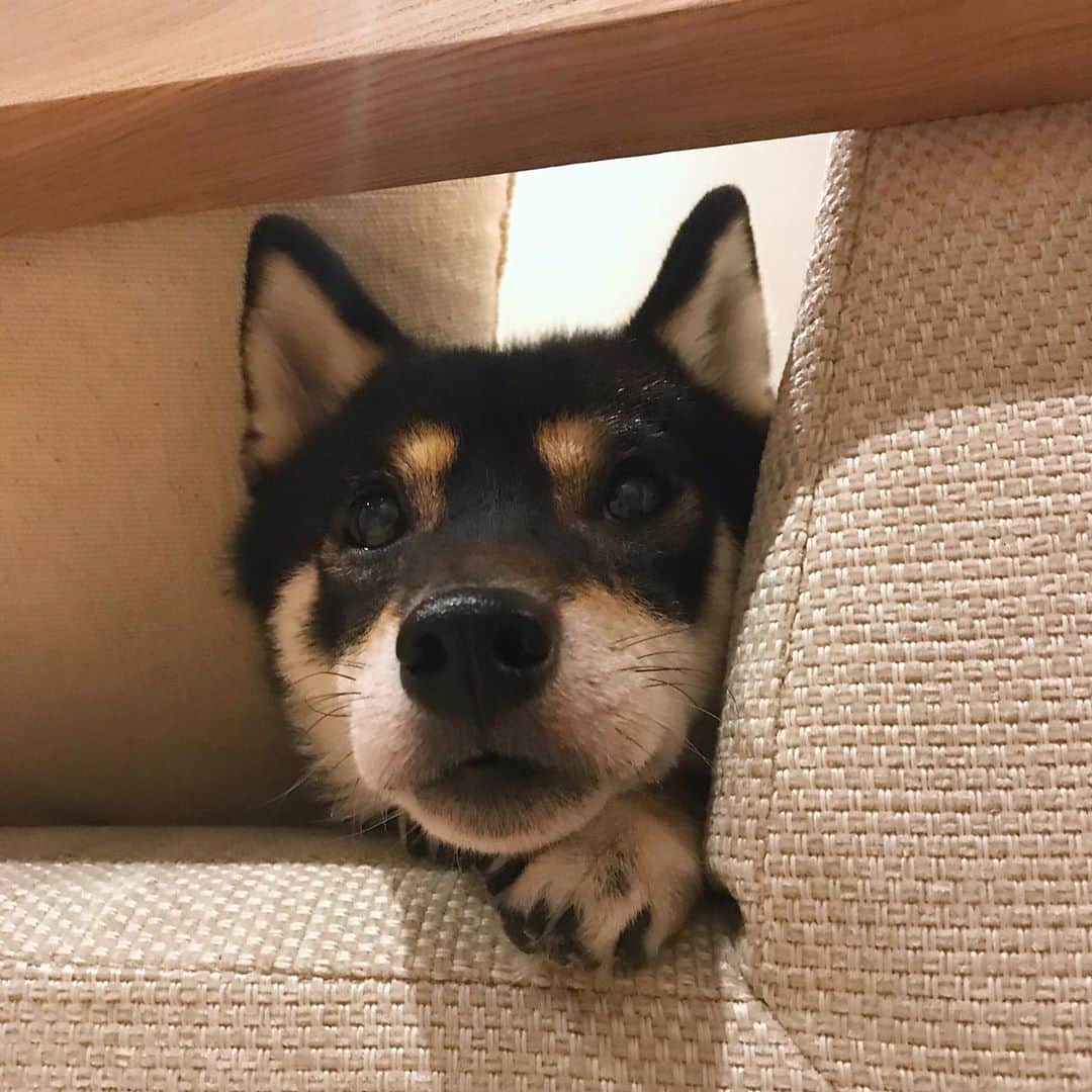 まめ丸のインスタグラム：「* * 今日はソファでねむねむ🐶💤 このスキマがおちつくよね🐶💓 おやすみなさーい⭐️ * my  favorite place🐶💓 * 今日は #ソファの下のまめ丸 じゃなくて #ソファの上のまめ丸 * #柴犬#豆柴#柴#黒柴#犬#いぬのきもち#shiba#shibainu#shibastagram#shibadog#puppy#instadog#dogstagram#dog#instashiba#petstagram#pet#cutepetclub#강아지#멍스타그램#doglover#ilovemydog#weeklyfluff」