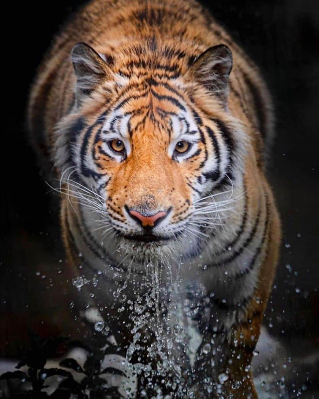 Discoveryさんのインスタグラム写真 - (DiscoveryInstagram)「Believe in yourself and you’ll be unbeatable.   Caption and Photo: Marc Bouldoukian (@markian.b)  #TigerTuesday #wildlife_perfection #runningmotivation #bigcatsofinstagram」9月29日 23時34分 - discovery