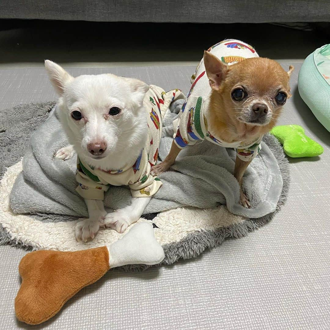 奥菜恵のインスタグラム：「산책준비 완료 #스누피잠옷 #개산책 #개모차  타고 쓩쓩 #dogstagram  #dogsinpajamas #dogsinstrollers #snoopypajamas」