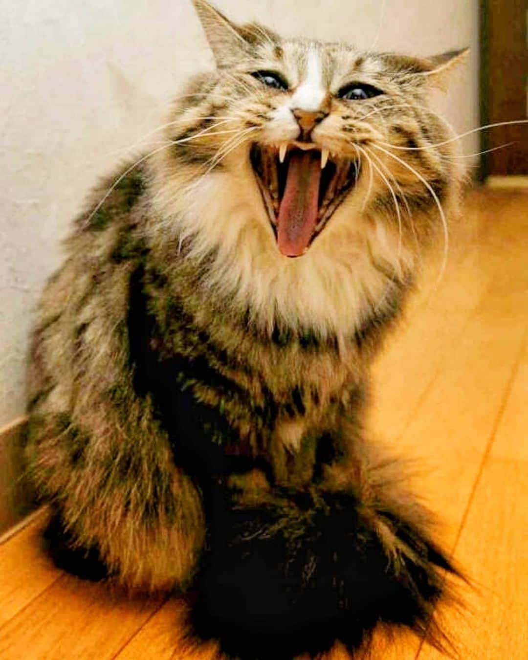 山田悠介さんのインスタグラム写真 - (山田悠介Instagram)「悪魔のあくび  #猫 #ねこ #cat #ねこすたぐらむ #catstagram #あくび #欠伸 #ねこすきさんと繋がりたい」9月29日 23時40分 - yamadayusuke_0729