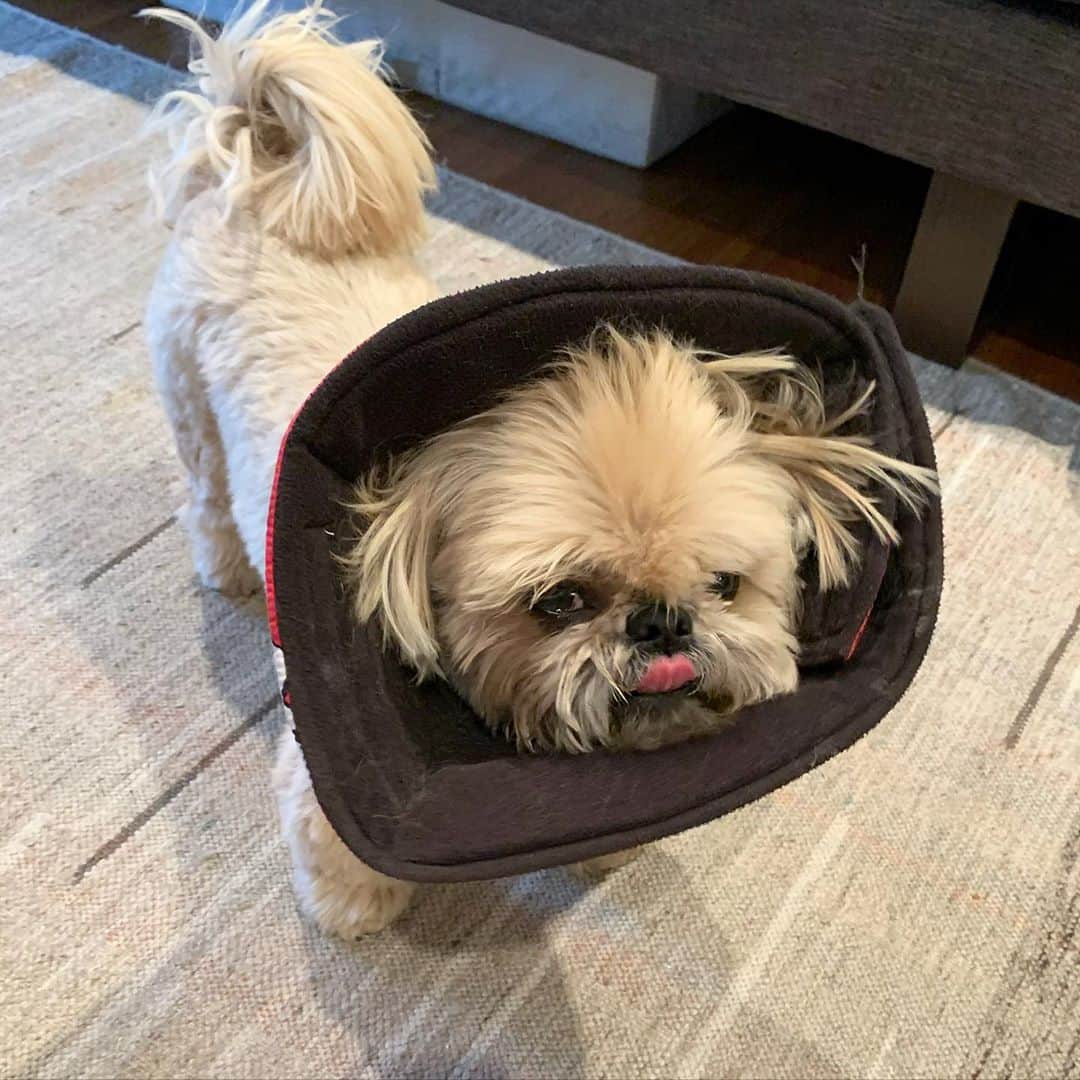 Dougie the Shih Tzuさんのインスタグラム写真 - (Dougie the Shih TzuInstagram)「We are overwhelmed with all the loving messages - thank you!! I’m also glad to read comments about successful graft procedures too. Dougie already seems better on the new eye drops, but we will see what happens tomorrow.  I’ll post an update. Here’s a #tongueouttuesday in the #coneofshame ❤️」9月29日 23時44分 - dailydougie