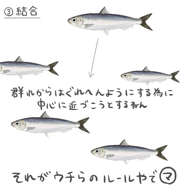 高本采実さんのインスタグラム写真 - (高本采実Instagram)「🐟 4コマ水産学「マイワシ」  食卓から釣りなど、 身近な存在のイワシ🐟  特にマイワシは、 水族館等でも「マイワシのトルネード」 が目玉のところもある程、 群れでいることが当たり前🐟  そんなマイワシ、 きちんとルールに従って群れているんですよ🐟  各魚体に領域があって その領域内で以下3つのルールがあります🐟  ①衝突回避 魚同士の距離が小さくなると 遊泳速度を調整して お互いある一定の距離まで離れるようにします。  ②整列 群れ内(知覚領域内)の仲間と 遊泳速度を合わせようとします。  ③結合 群れ内(知覚領域内)の仲間と はぐれないようにするために 個体(魚)の中心(重心)へ集まろうとします。  以上３つのルールのおかげで マイワシは大きな群れをなして 群れも色んなパターンに変形できるのです🐟  . . . #4コマ水産学 #マイワシ #真鰯 #イワシ #いわし #ベイト #海釣り #魚の豆知識 #なるほど水産学 #ナルホド水産学 #水産学 #豆知識 #生態 #魚好き  #水族館好き  #イラスト #魚イラスト #いらすとぐらむ  #釣り #釣り好き #釣りガール #アングラー #angler #fishinggirl #钓鱼 #魚と釣りと時々料理 #さかなのきもち #高本采実 #あやみん  #ayamistagram」9月29日 23時46分 - ayami__summer