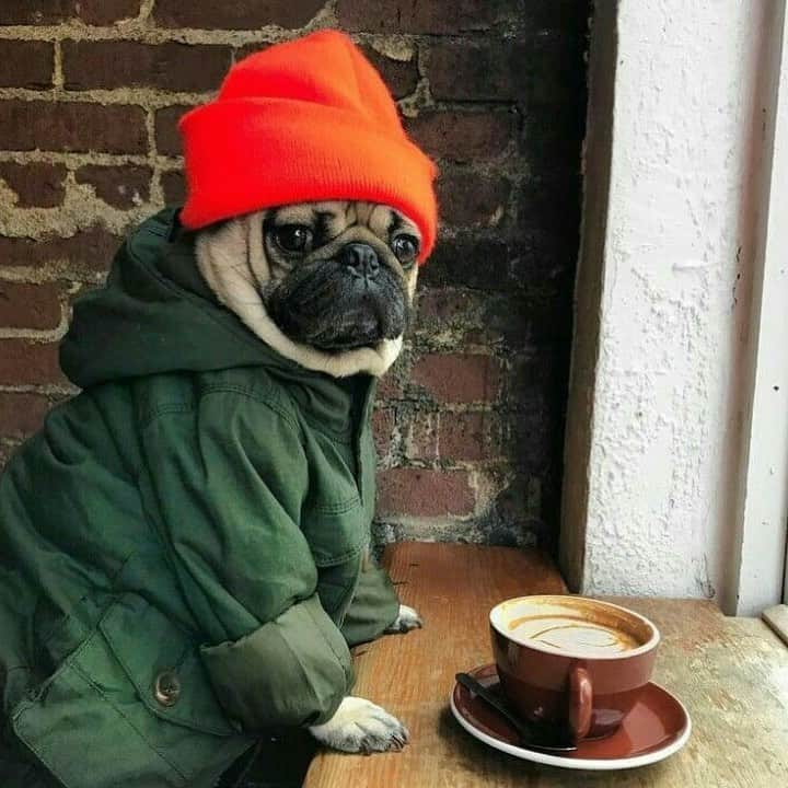 itsdougthepugさんのインスタグラム写真 - (itsdougthepugInstagram)「“Pug-kin spice, feeling nice” -Doug • Happy National Coffee Day!!! ☕️」9月29日 23時52分 - itsdougthepug