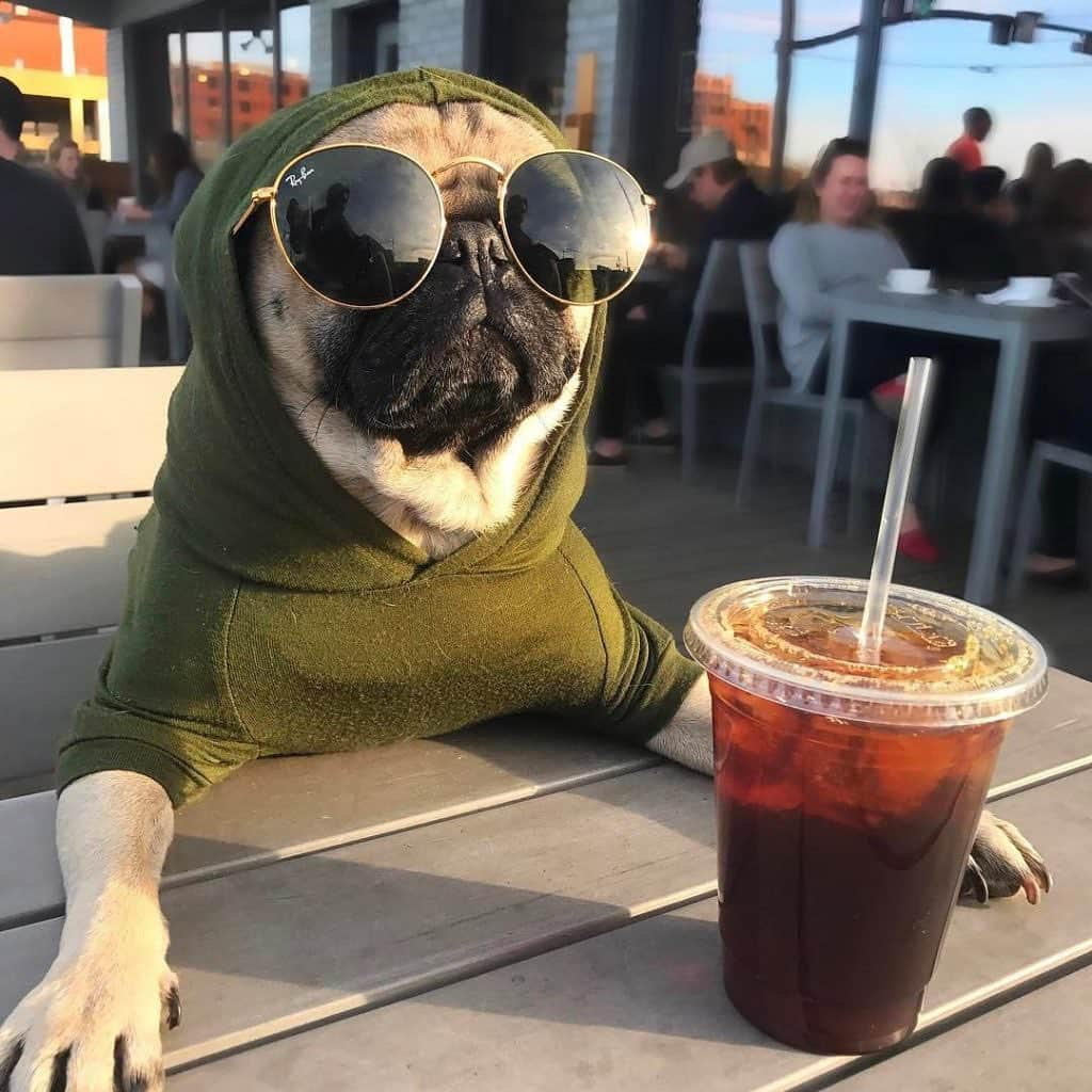 itsdougthepugさんのインスタグラム写真 - (itsdougthepugInstagram)「“Pug-kin spice, feeling nice” -Doug • Happy National Coffee Day!!! ☕️」9月29日 23時52分 - itsdougthepug