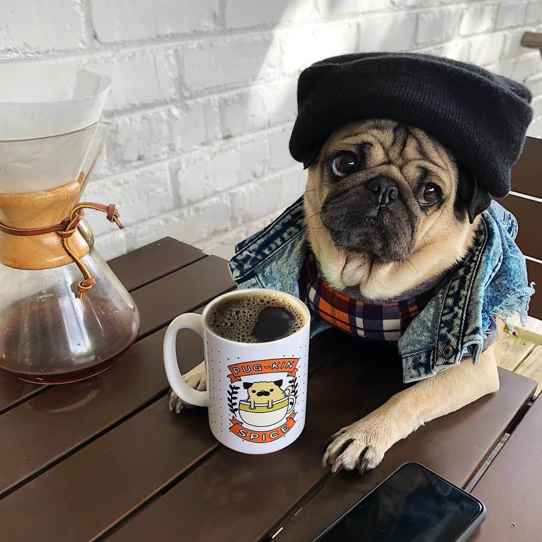 itsdougthepugさんのインスタグラム写真 - (itsdougthepugInstagram)「“Pug-kin spice, feeling nice” -Doug • Happy National Coffee Day!!! ☕️」9月29日 23時52分 - itsdougthepug