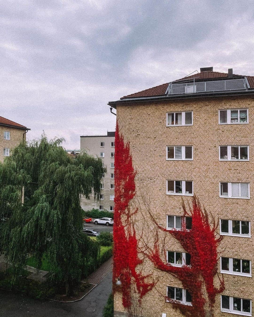 オスカー・オリー・モランダーさんのインスタグラム写真 - (オスカー・オリー・モランダーInstagram)「Who would’ve thought... Sometimes it actually is greener on the other side 😧」9月29日 23時54分 - ollymolander