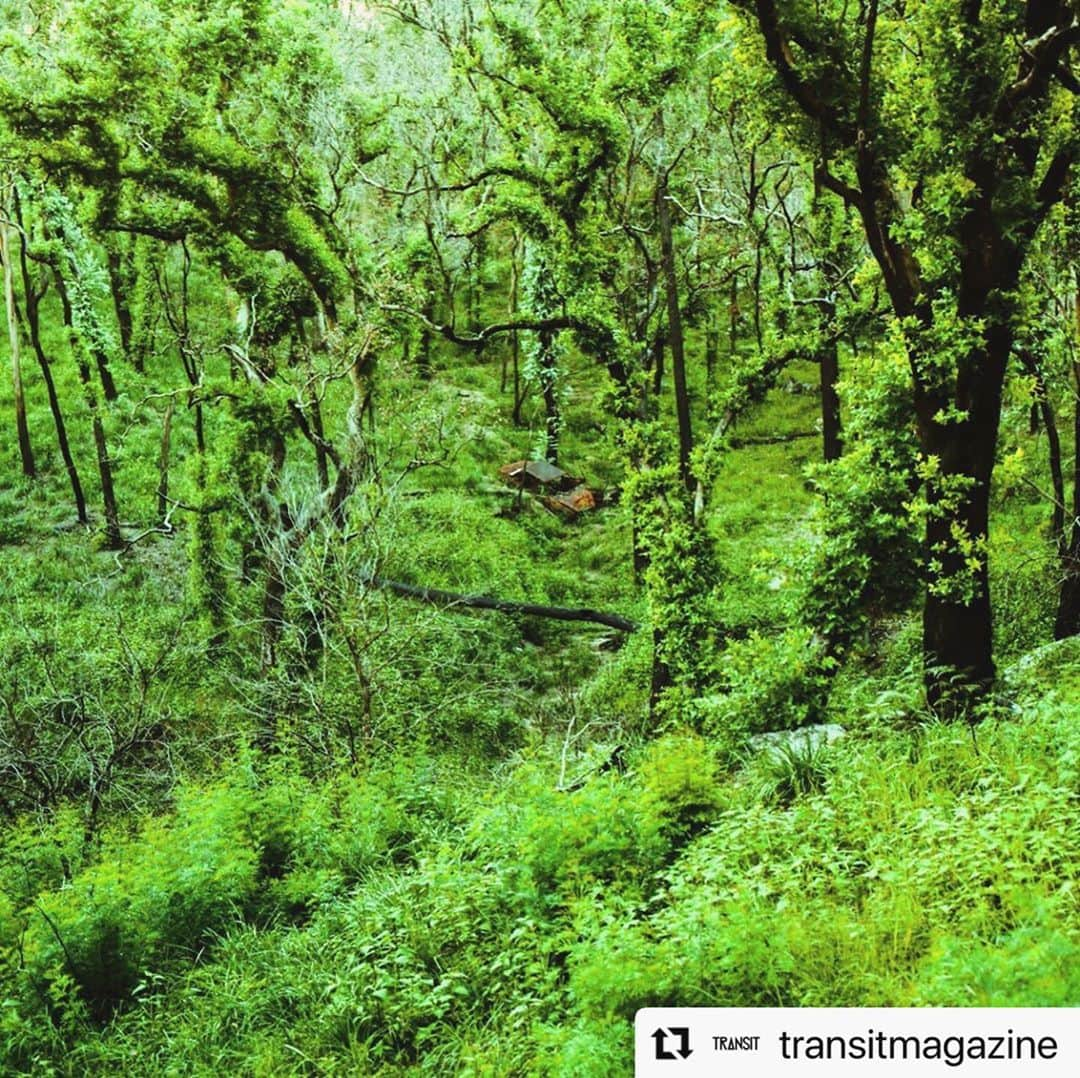 柏田テツヲさんのインスタグラム写真 - (柏田テツヲInstagram)「#Repost @transitmagazine with @make_repost ・・・ 【未来に残したい風景】『消えゆく世界特集』発売中。再生するオーストラリアの森と取り残された車。  Photo by @tetsuokashiwada  ‪#未来に残したい風景 #TRANSIT49 #美しき消えゆく世界への旅 #WWFandTRANSIT #TRANSIT #TRANSITmagazine #travel #trip #australia #forestfire」9月30日 0時00分 - tetsuokashiwada