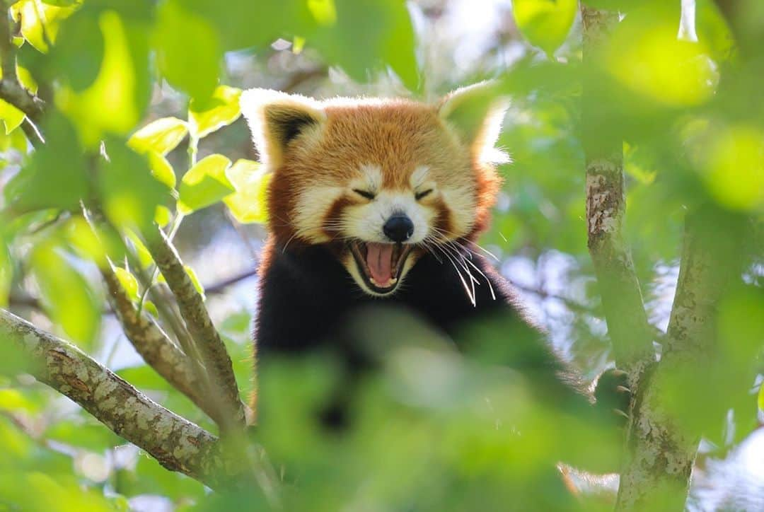 アニマルプラネットさんのインスタグラム写真 - (アニマルプラネットInstagram)「In the early 19th century, French zoologist Frédéric Cuvier called the red panda the most beautiful animal he had ever seen. He was clearly a man ahead of his time. #toocutetuesday #pictureoftheday . . . . . . . . #redpanda #toocute #cuteanimals #mammals #animalsofasia #photooftheday NOTE: initially removed due to Sept. 22/First Day of Fall push to Ian Shive pics」9月30日 0時01分 - animalplanet