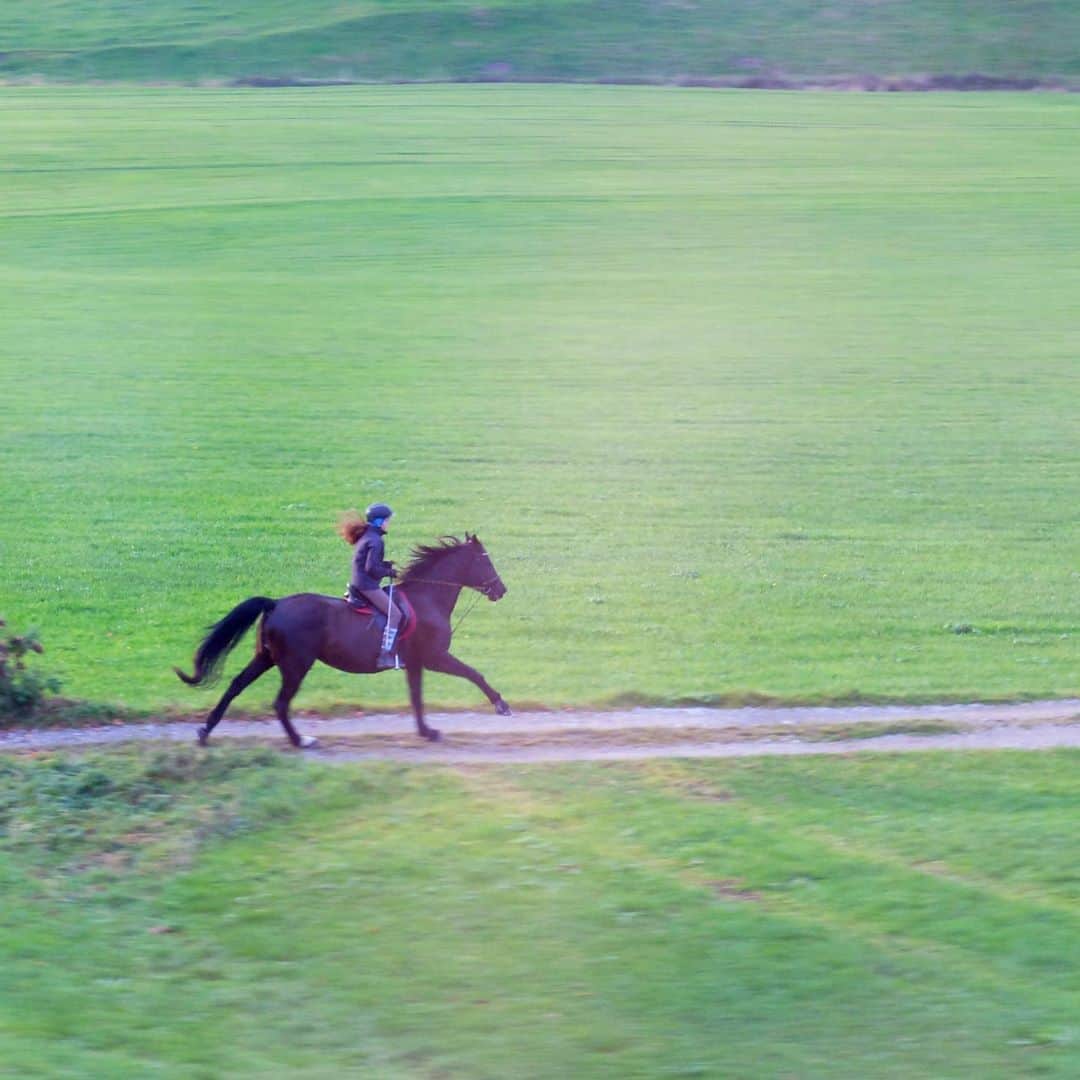 チップ＆ペッパーのインスタグラム：「Full speed ahead 🐎」