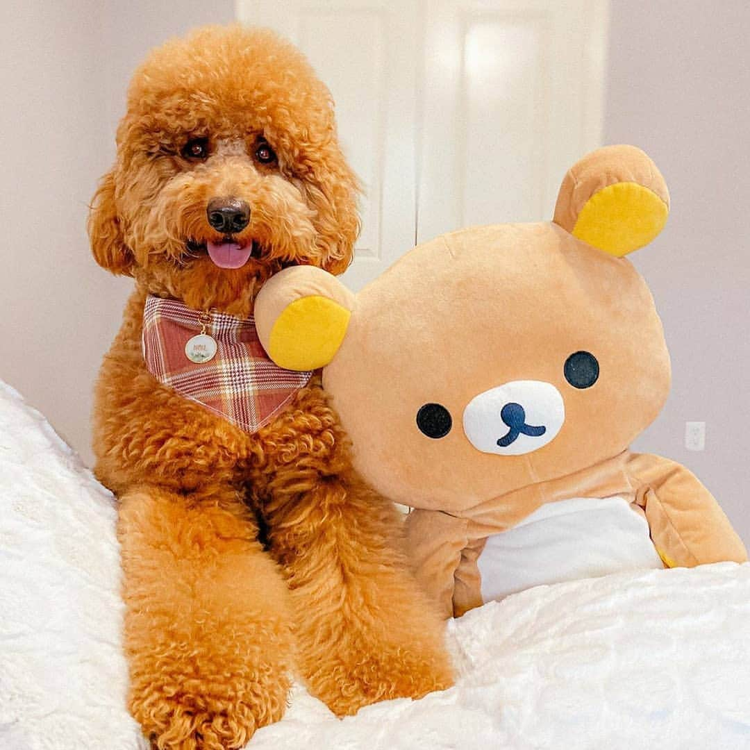 Rilakkuma US（リラックマ）さんのインスタグラム写真 - (Rilakkuma US（リラックマ）Instagram)「We don't know who's more fuzzy, @dooditsnoil or Rilakkuma? We love seeing pics of your Rilakkuma collection with your pets! Tag us for a chance to be featured here! . . . #RilakkumaUS #rilakkuma #sanx #Kawaii #pets #cutepets #dogs #dogsofinstagram #リラックマ #サンエックス」9月30日 0時50分 - rilakkumaus