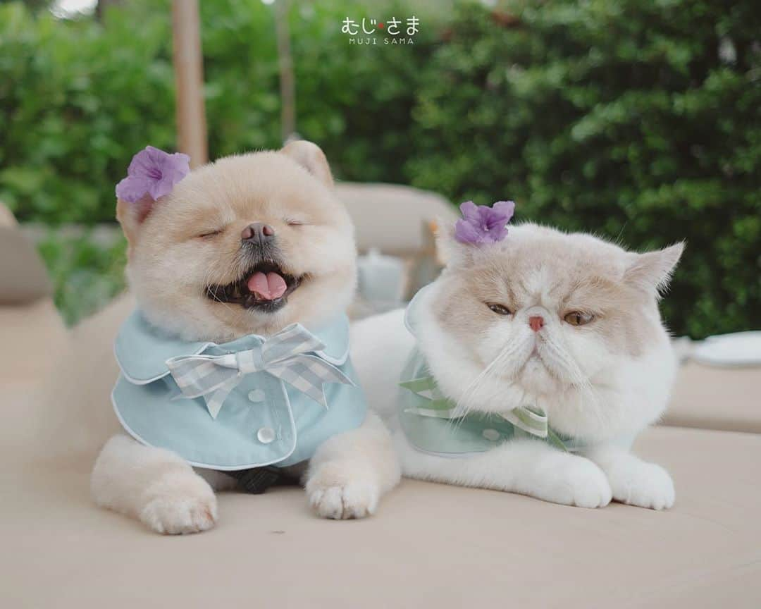 むじさまさんのインスタグラム写真 - (むじさまInstagram)「🌸🐶🐱🌸 @intercontinentalhuahin」9月30日 1時02分 - mujisama