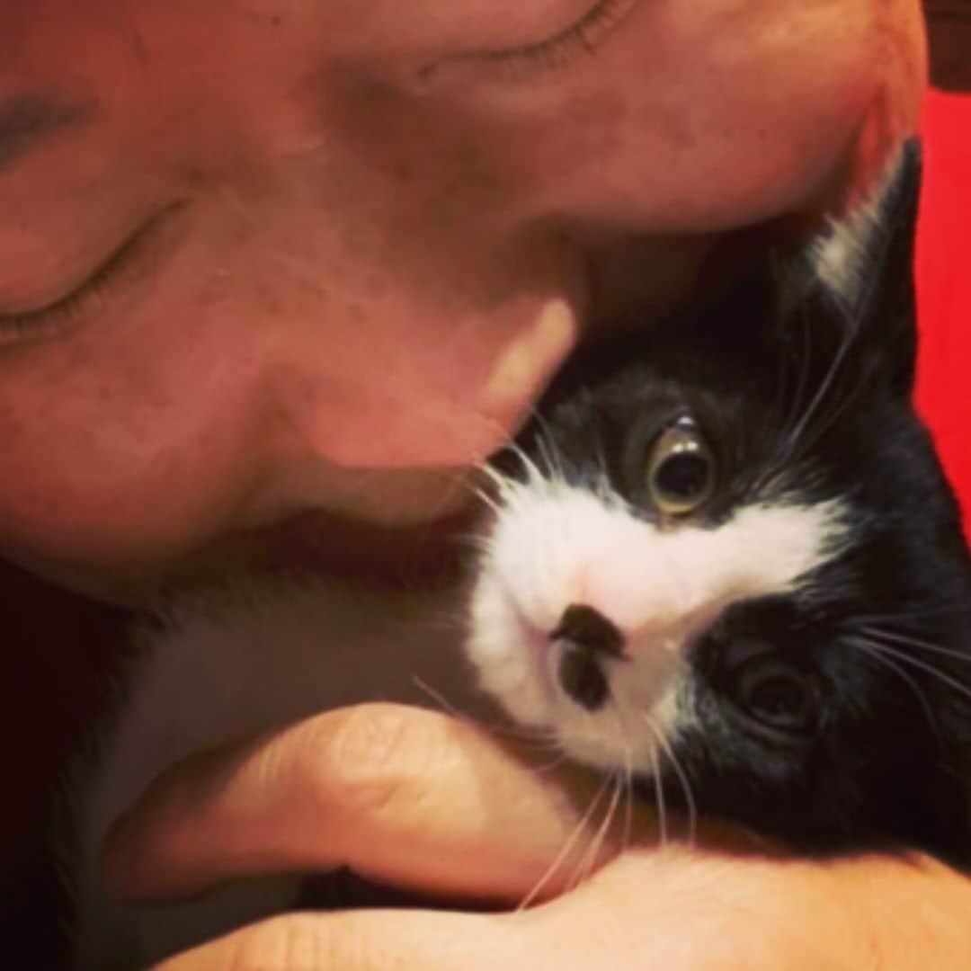 長与千種さんのインスタグラム写真 - (長与千種Instagram)「八くん😍  なんとも❣️ 良い子　良い子🥰 素敵な家族に恵まれます❗️ 絶対に🤟❤️ #保護猫  #八割れ猫  #食欲盛んなお年頃  #可愛い」9月30日 1時10分 - chigusanagayo