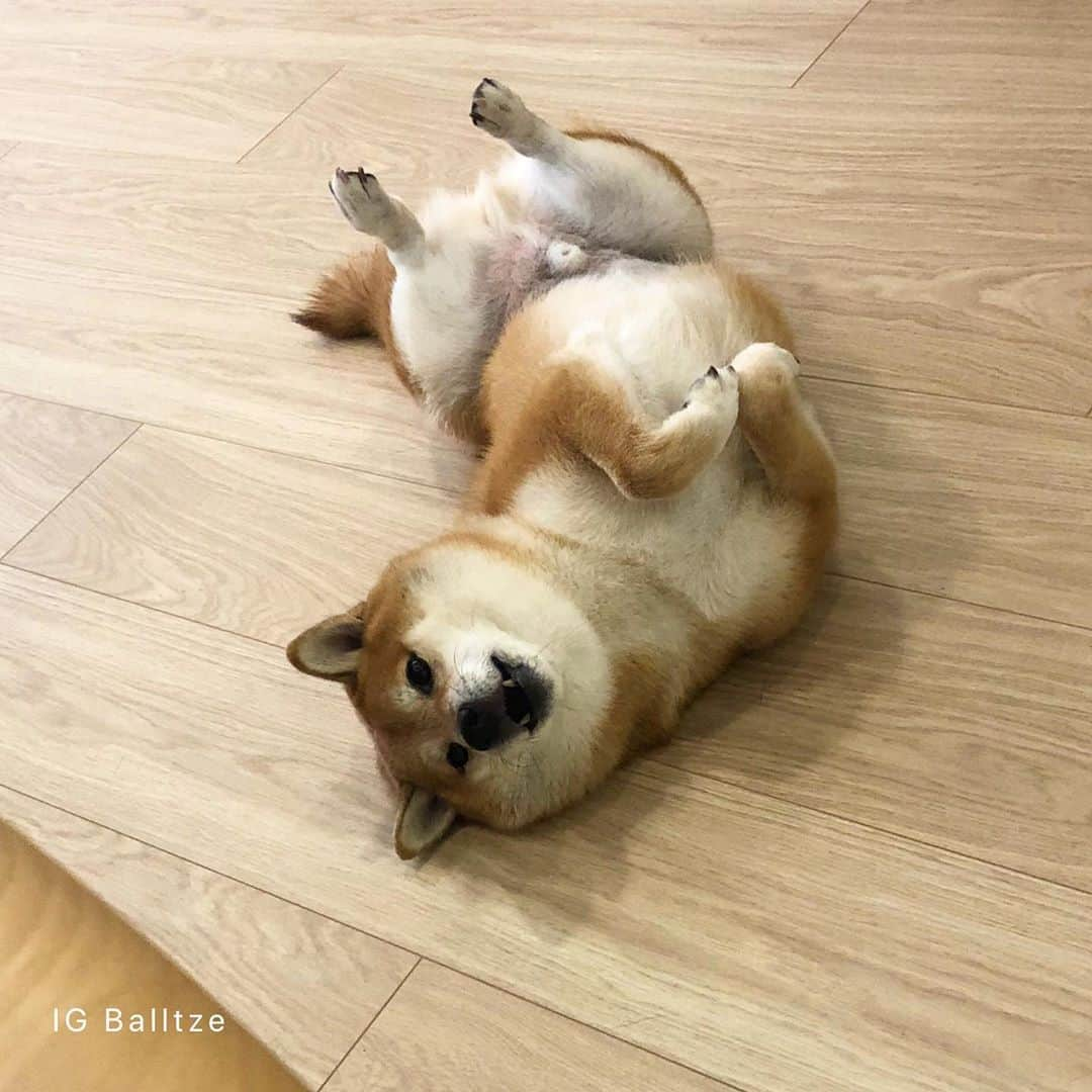 Balltze My name is Ballさんのインスタグラム写真 - (Balltze My name is BallInstagram)「I need all the attentions from you! Look at my belly ʔ•̫͡•ʕ  #fat96 #balltze #nomnomnomclub #yos #cheems」9月30日 1時41分 - balltze