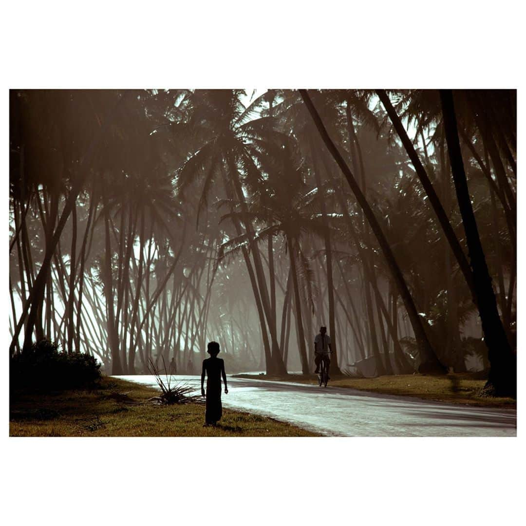 Magnum Photosさんのインスタグラム写真 - (Magnum PhotosInstagram)「#FromTheArchive: Coconut grove. Colombo. Sri Lanka. 1979.⁠ .⁠ © Bruno Barbey/#MagnumPhotos」9月30日 2時01分 - magnumphotos