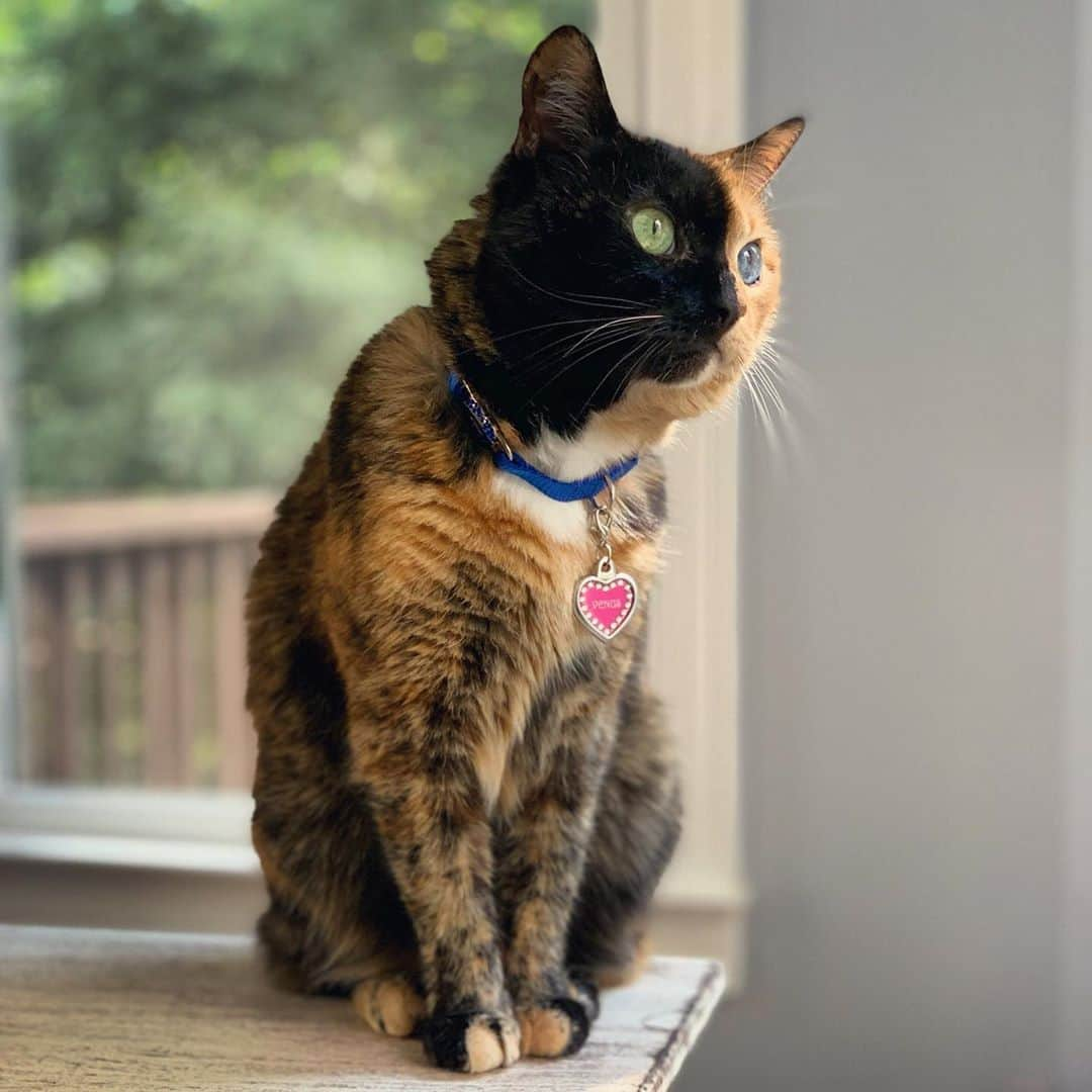 Venus Cat さんのインスタグラム写真 - (Venus Cat Instagram)「We moved to GA to get back to a warmer climate...what’s this 59 degrees & rainy business? I want my ☀️back! 😹😹」9月30日 2時03分 - venustwofacecat