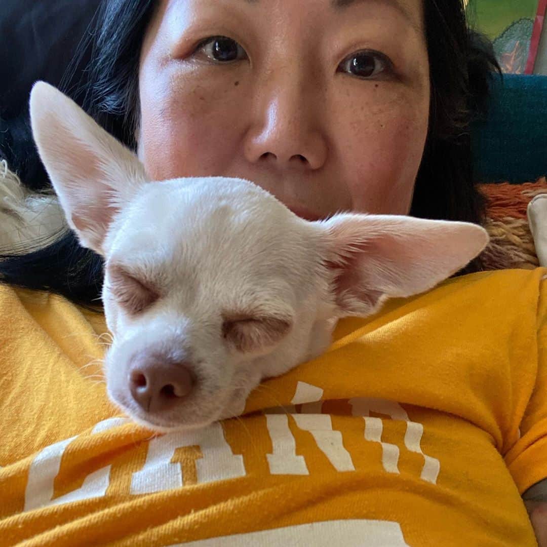 マーガレット・チョーさんのインスタグラム写真 - (マーガレット・チョーInstagram)「Lucia fell asleep in my shirt #chihuahuasofinstagram #rescuedog #love #dog #chihuahuarescue」9月30日 2時18分 - margaret_cho
