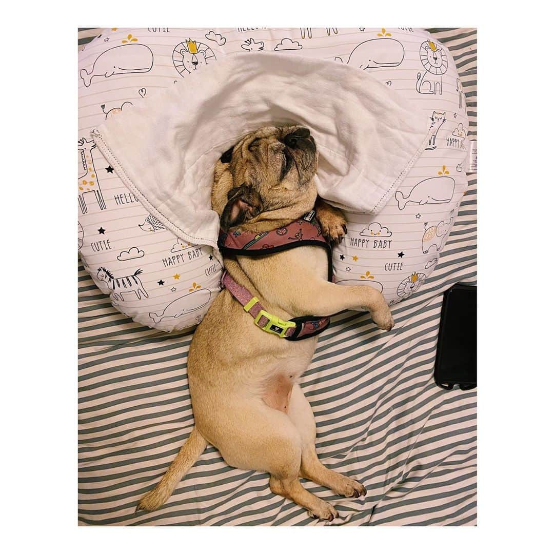 Melissa Santiagoのインスタグラム：「All the baby things are just new beds to her. #DailyPug #LeicaHarrietPancakes #Pug #pugsofinstagram」