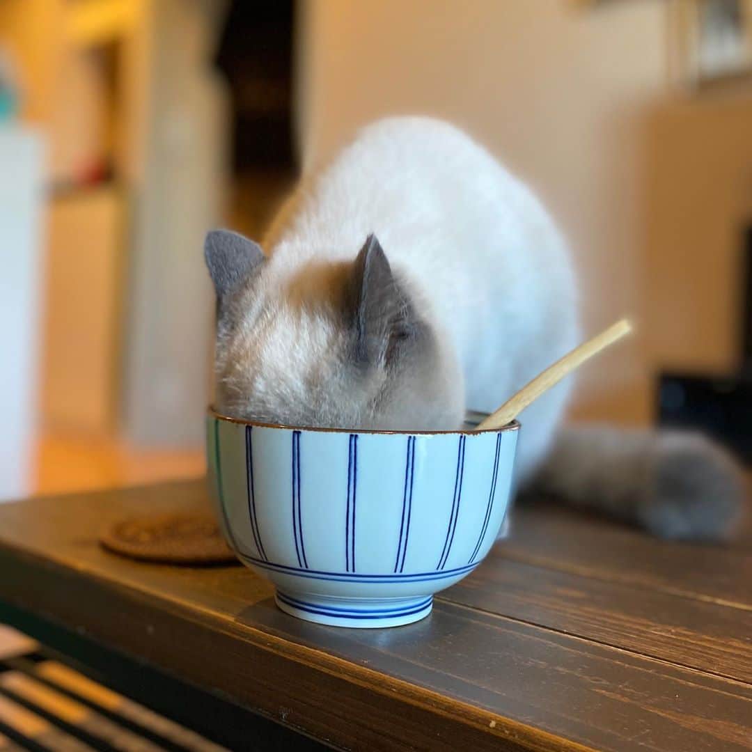 小鳥遊しほのインスタグラム：「盗み食いしようとしたら何も入ってなかったときの顔😂  うーちゃんは食いしん坊 @oudon_and_osoba   #猫 #ねこ #子猫 #エキゾチックショートヘア #ブリティッシュショートヘア #うどんとおそば #猫のいる暮らし #にゃんすたぐらむ #おねこごはん #ねこのいる生活 #oudon_and_osoba  #exoticshorthair #britishshorthair #kitten  #catstagram #cat #cats #Котёнок #Кошка #고양이 #catsglam」