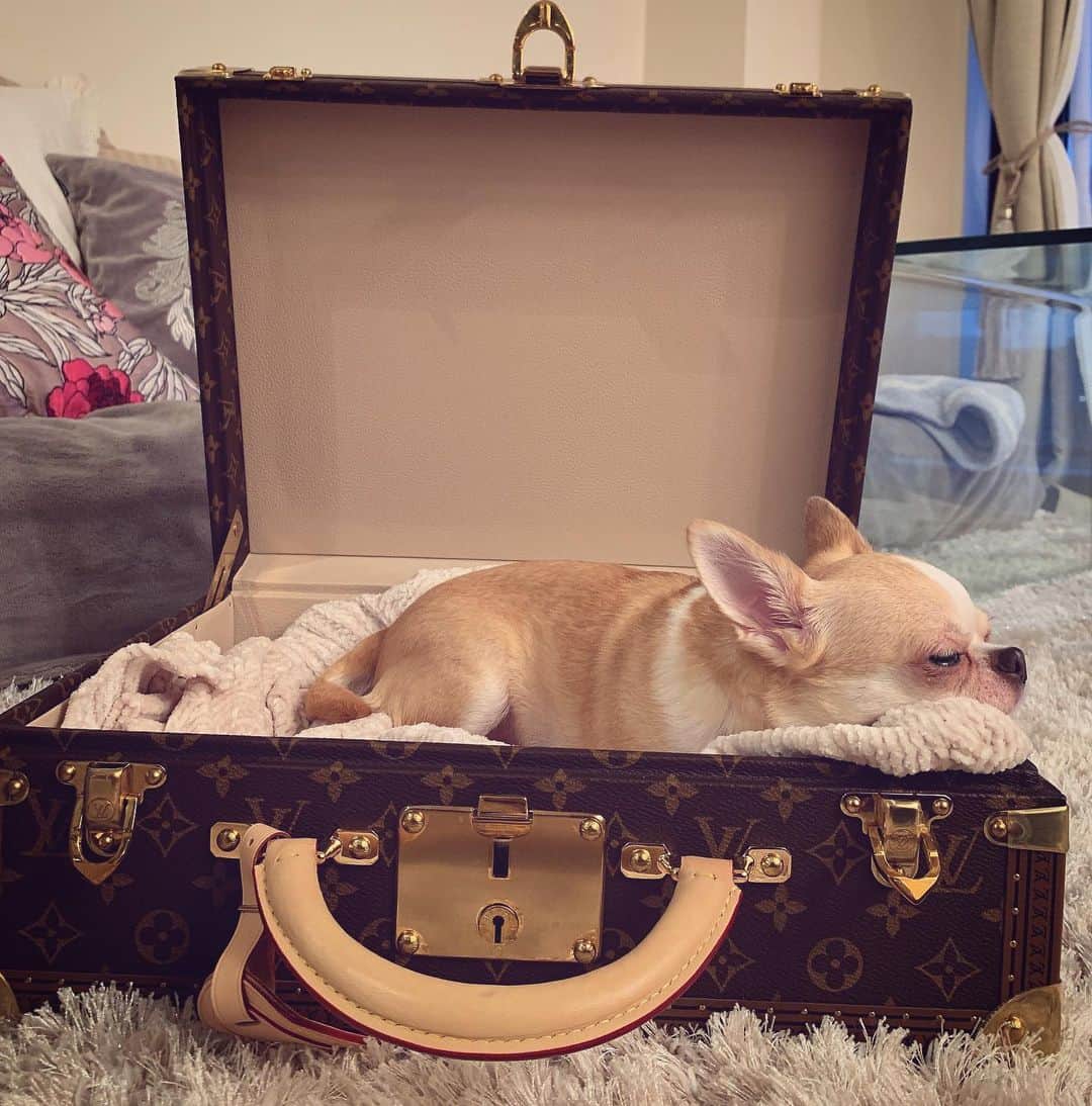 RabichePowのインスタグラム：「minira🐕 . . @louisvuitton  #ordermade #trunk#dog #louisvuitton#minira#family」