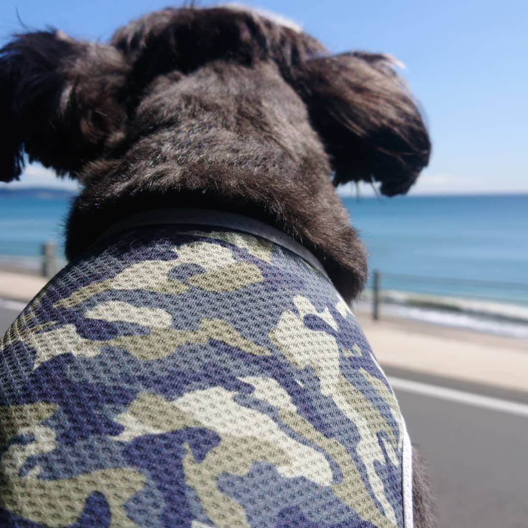 渡辺めぐみさんのインスタグラム写真 - (渡辺めぐみInstagram)「ちょっと、葉山に用事があり、ドライブがてらランチして、海にもちょっと寄り道😍😍😍  やっぱり、海が好き❤️  パンダも、ビーチの散歩が大好きです😌💓  また、行こうね😃⤴️⤴️  #葉山#ランチ#犬といっしょ #ドックカフェ #犬のいる暮らし #散歩大好き犬 #ミックス犬 #ミックス犬大好き #ミックス犬愛好家 #チワズー #チワシーズ #チワシーズーミックス #チワワ#シーズー #instagramdog #instagramjapan #instagram」9月30日 14時31分 - meguheart