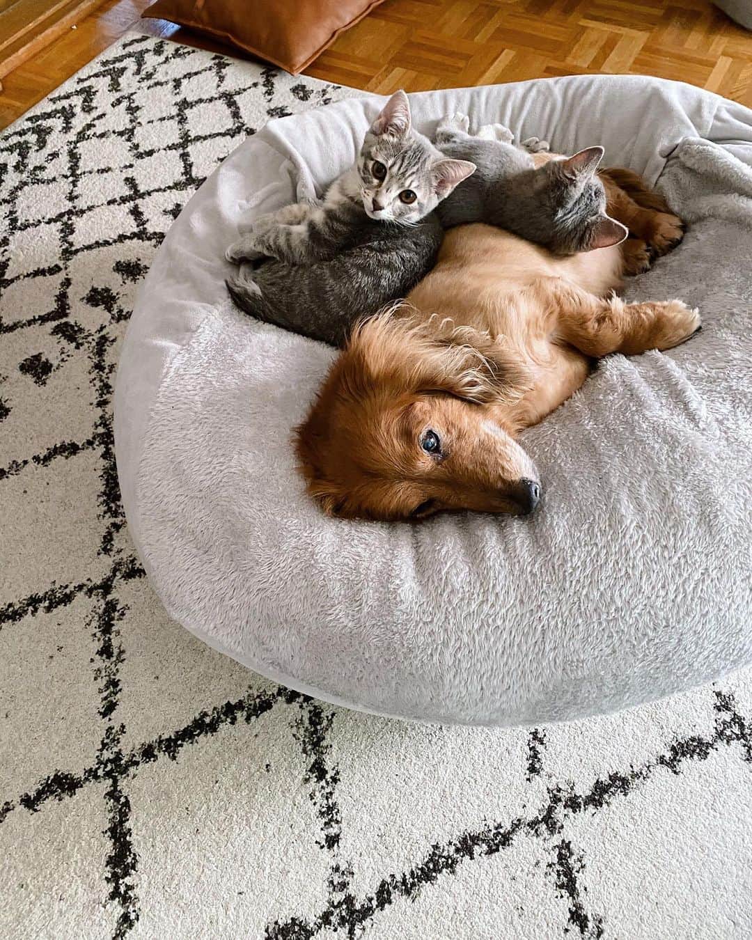 rats1316のインスタグラム：「・ 人のみならずわんこににゃんこもダメにするソファ🐕🐈 ・ ・ ・ #いぬすたぐらむ #ねこすたぐらむ#犬のいる暮らし#猫のいる暮らし#ビーズソファ#保護猫」