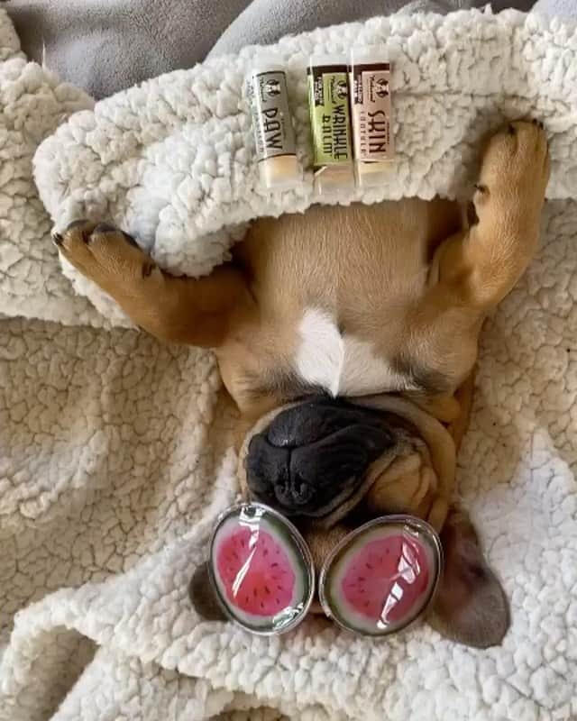 Regeneratti&Oliveira Kennelのインスタグラム：「I love these little travel size options of @Naturaldogcompany’s healing balms. Great for testing them out before buying the large ones, but they also are perfect for on the go. They’re only about $5 each but the 5pc set is currently on sale! Try them out, you won’t be disappointed.  . ⭐ SAVE 20% off @naturaldogcompany with code JMARCOZ at NaturalDog.com  worldwide shipping  ad 📷: @_lola_french_ . . . . . . #frenchie #cutepuppy #frenchbulldog #pet  #petsupplies」