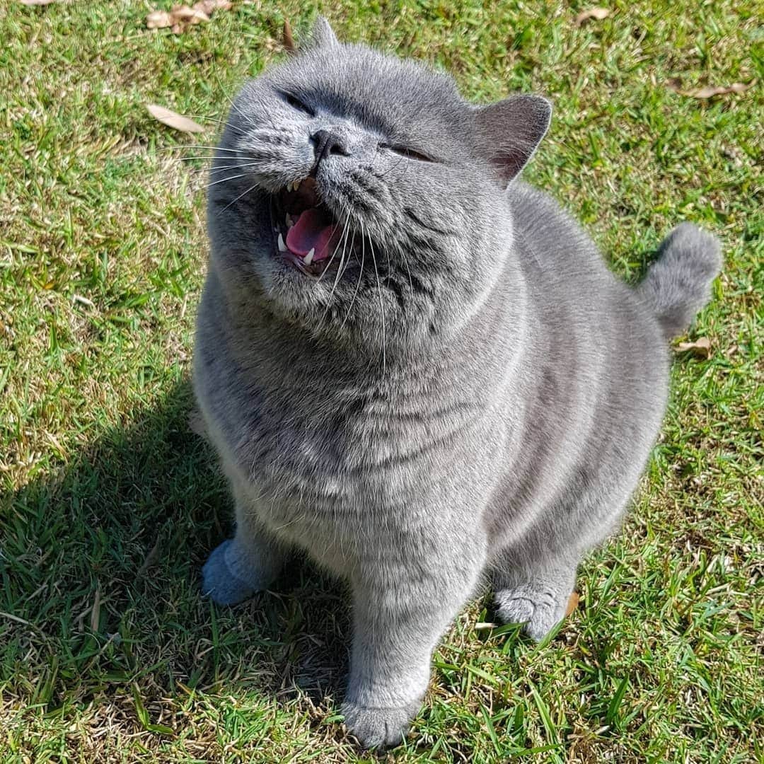 Aww Clubさんのインスタグラム写真 - (Aww ClubInstagram)「Let me sing you a song⠀ ⠀ 📷@rupert_the_british_blue⠀ ⠀ #meowed #BSH #BritishShorthair #fluffycat #Aus #🇦🇺」9月30日 6時00分 - meowed