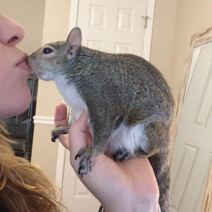 Jillのインスタグラム：「💋 No less than a million kisses a day.⁣ ⁣ ⁣ ⁣ ⁣ #petsquirrel #squirrel #squirrels #squirrellove #squirrellife #squirrelsofig #squirrelsofinstagram #easterngreysquirrel #easterngraysquirrel #ilovesquirrels #petsofinstagram #jillthesquirrel #thisgirlisasquirrel #squirrelkisses」