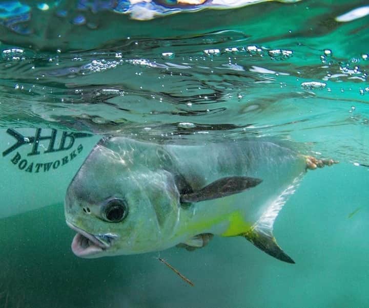 Costa Sunglassesのインスタグラム：「Biscayne bounty. 📷: @sport_fish_gallery #SeeWhatsOutThere #BornOnTheWater」