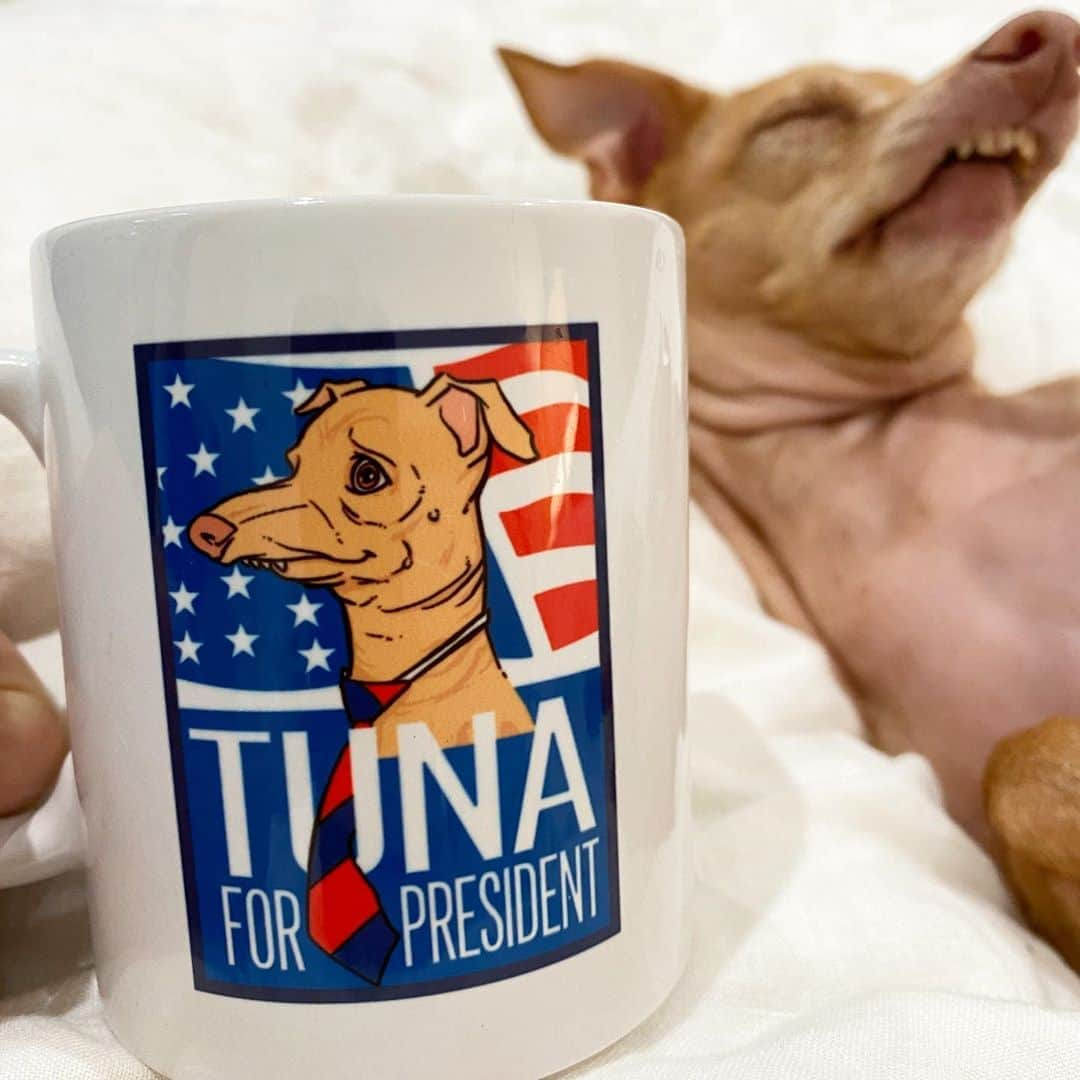 Tuna {breed:chiweenie} さんのインスタグラム写真 - (Tuna {breed:chiweenie} Instagram)「It’s #tunartuesdays AND #NationalCoffeeDay so I’m having a cup of coffee  (which I never drink) out of my favourtie Tuna mug  that I’ve had forever. Also, much love to our friends of @groundsandhounds who give back to animal rescue groups for each bag of the coffee they sell! Thanks guys for all the great work that you do for the animal community!!! Go check them out! 👏」9月30日 6時45分 - tunameltsmyheart