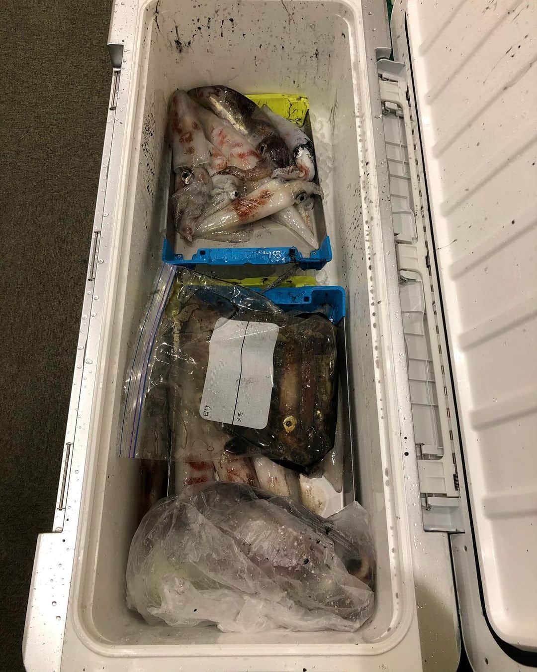 野口彩未のインスタグラム：「じゃじゃ〜ん🤩🙋‍♀️ (私は釣っていない)🎣😌 船酔いで30分くらいしか 起きていられなかった…😭  いかにも自分で釣りました感ですが 結果は0匹🤣🤣🤣  #海荒れてた😭 #またリベンジじゃ」