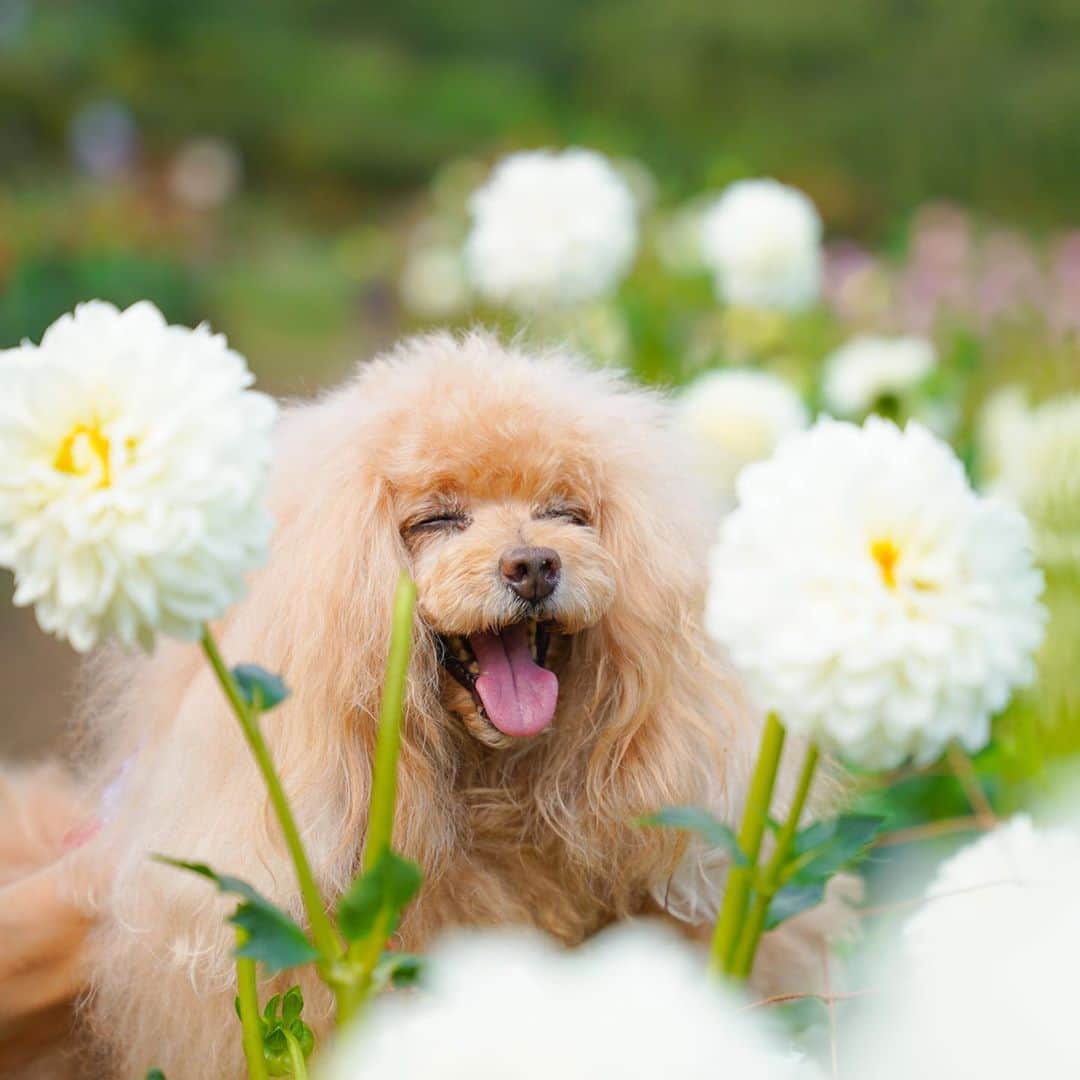 Toypoodle Mikuru?Asakusa Tokyoのインスタグラム：「🍁みくる秋の合宿連休 Part ❹ 20200922 Tuesday. . 合宿4日目はダリア園に撮影へ☺️ さぁさぁNew lensちゃん頑張ってもらいましょー✨ さぁ さぁ... . 綺麗なダリアを前にやる気満々💪🏻 のはずが、暑さのあまり集中力もなく 私は撮影放棄😹 みくるは終始同じ顔😹 はい、終了🎊 さすが、なめ家はちゃんと撮影しておりました👏🏻 . ❶-❻ あついー🥵 ❼ 旗 ❽ やっとおわた🤤 . 改めて画像見て。 みくるは同じ顔😂 . 番外編に続く🔜 . #みくる秋合宿 #両神山麓花の郷ダリア園 #ダリア #sigma2470f28art . . #toypoodle#poodle#poodle_playoffs#みくるん#トイプードル#プードル#タイニープードル #ふわもこ部#犬バカ部#ワンコなしでは生きて行けません会#貴婦狗 #東京トイプードル # poodlesofinstagram #dogsofinstagram#instadog#dog#igersjp#east_dog_japan#inutokyo#cutedog #dog_features #purapurafamily @i.am.mikuru #토이푸들」